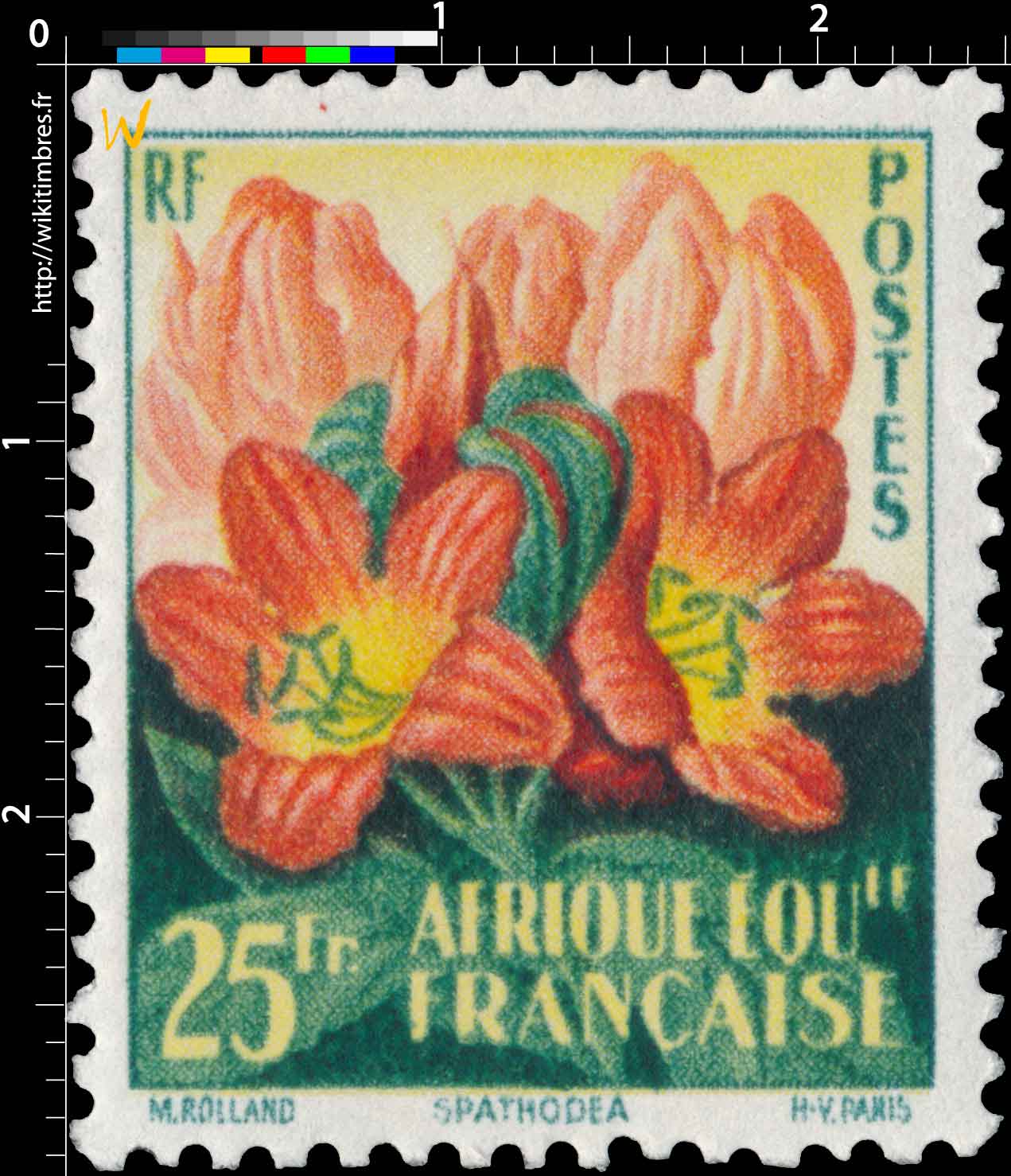 Spathodéa Afrique Équatoriale Française