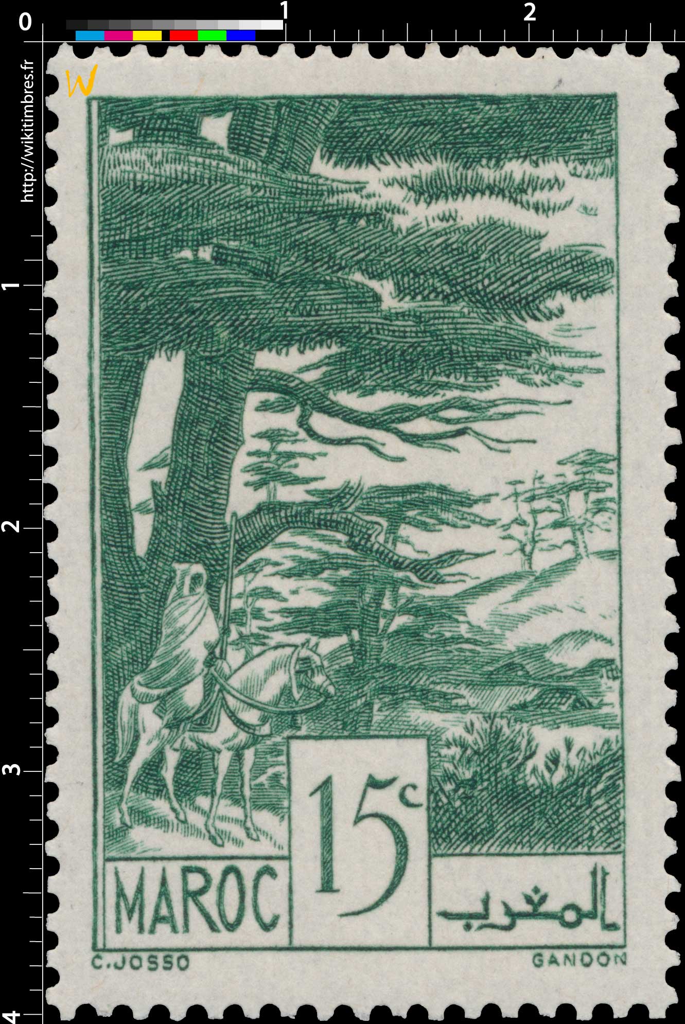 1939 Maroc - Forêt de cèdres - Ifrane