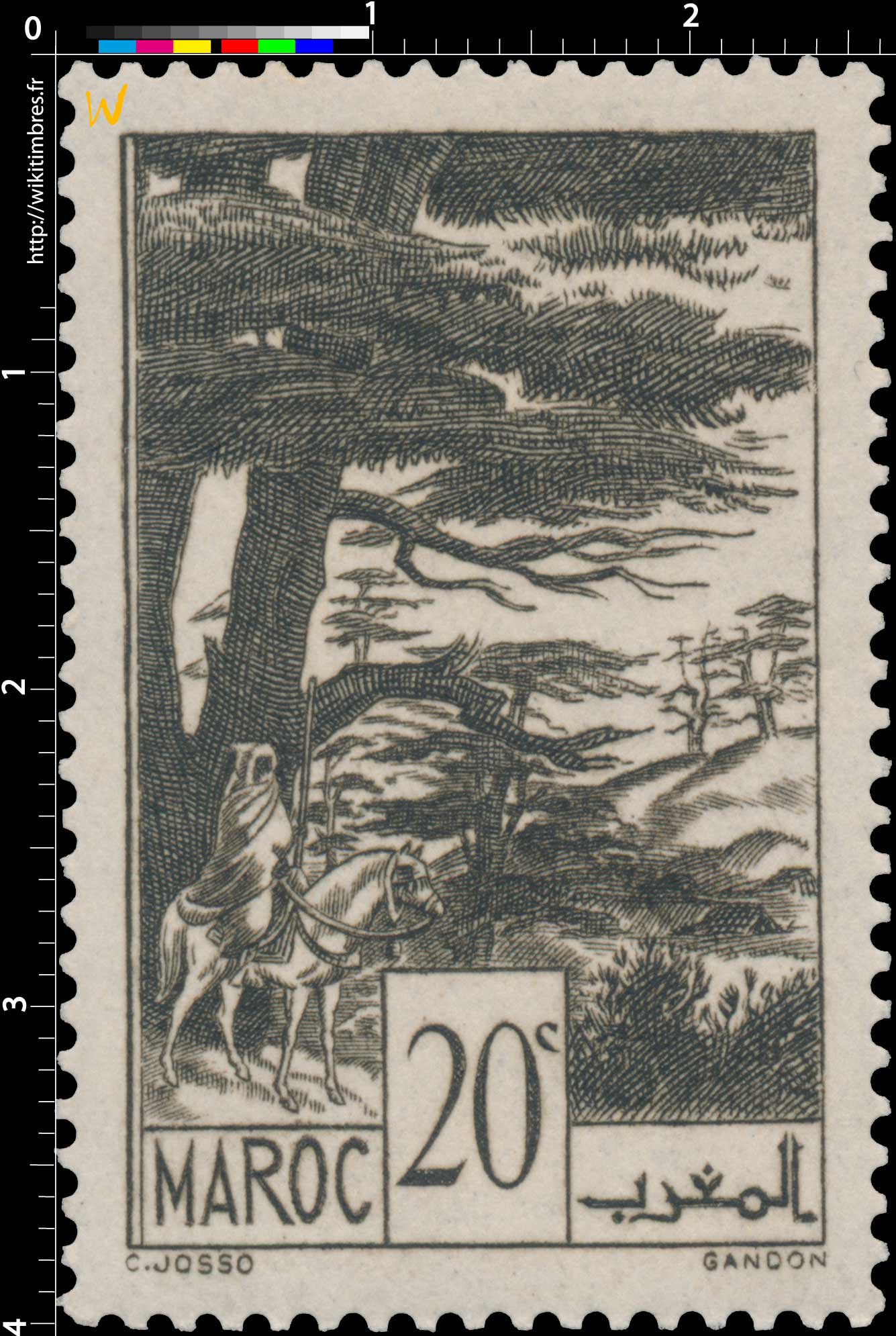 1939 Maroc - Forêt de cèdres - Ifrane