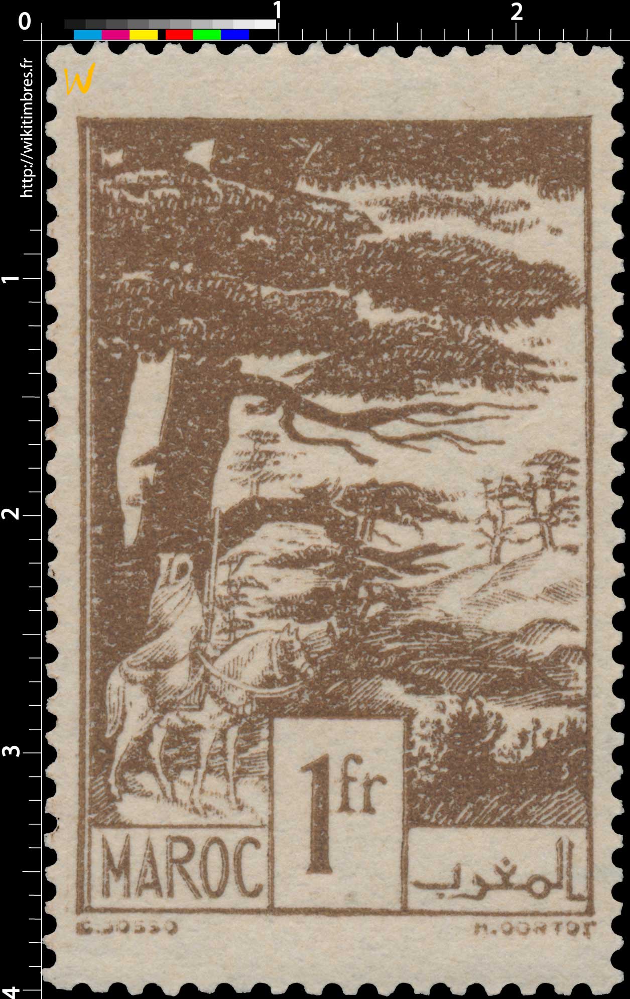 1945 Maroc - Forêt de cèdres - Ifrane