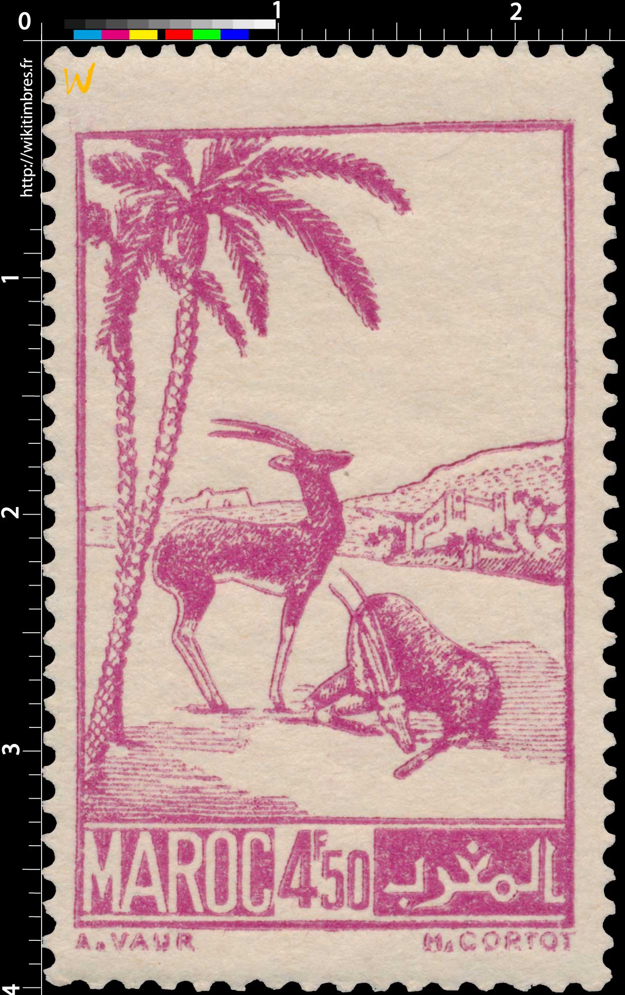 1945 Maroc - Gazelles