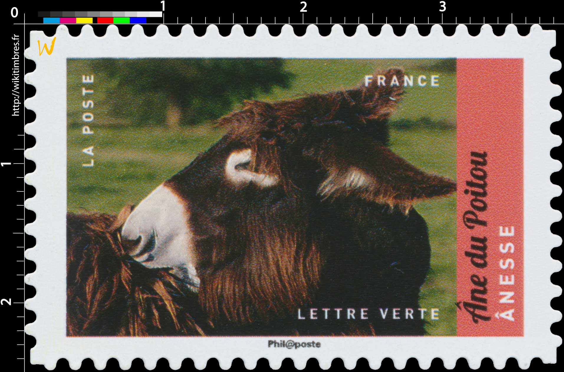 2017 Ane du Poitou- Anesse