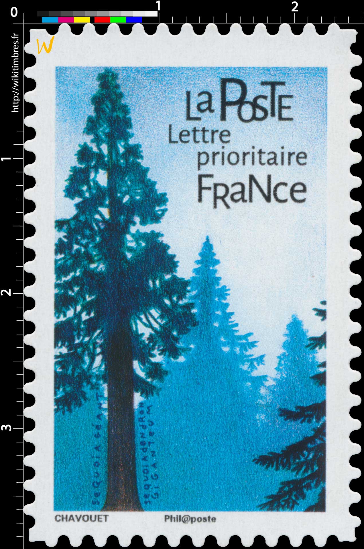 2018 Séquoia géant - Sequoiadendron giganteum