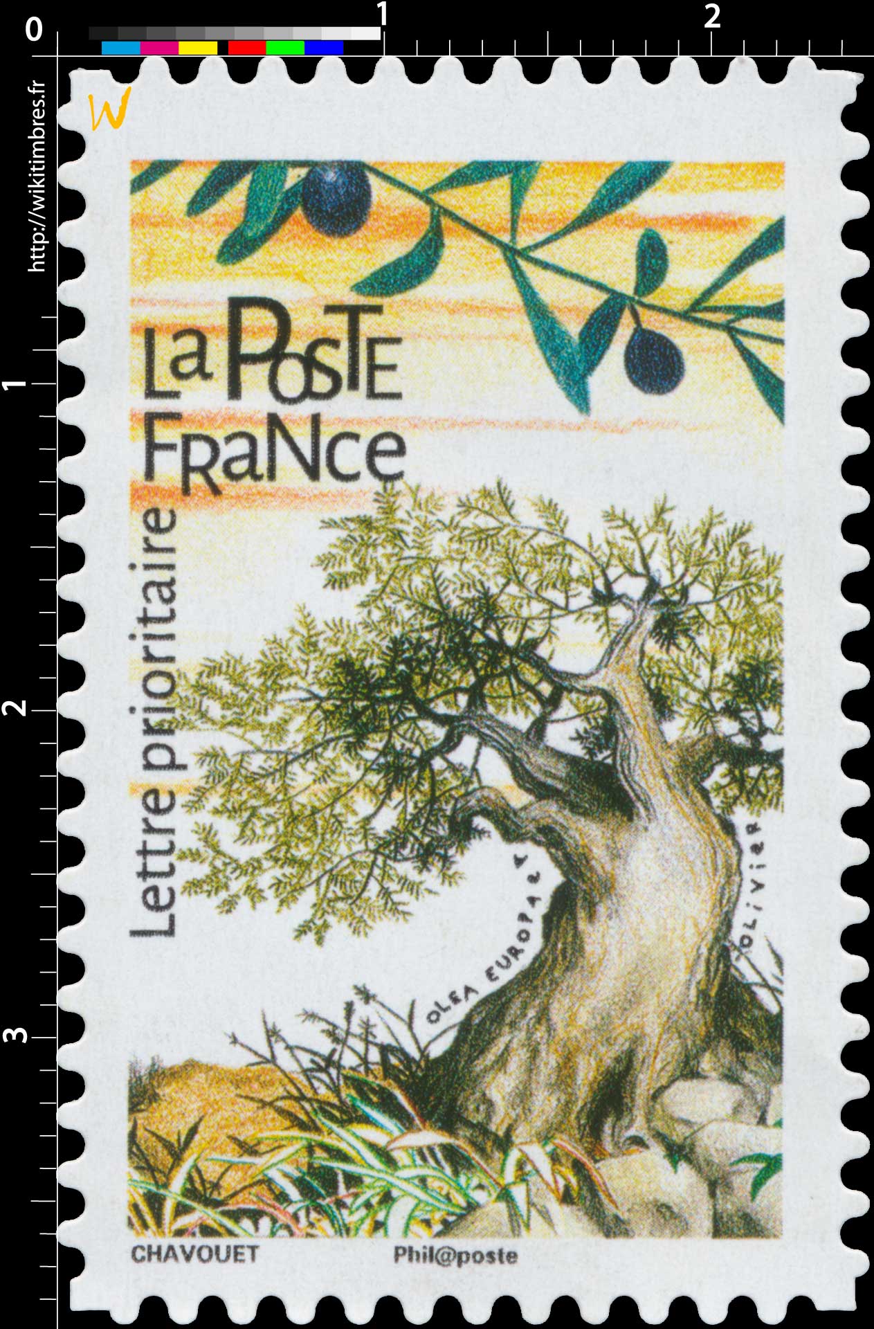 2018 Olivier - Olea europaea