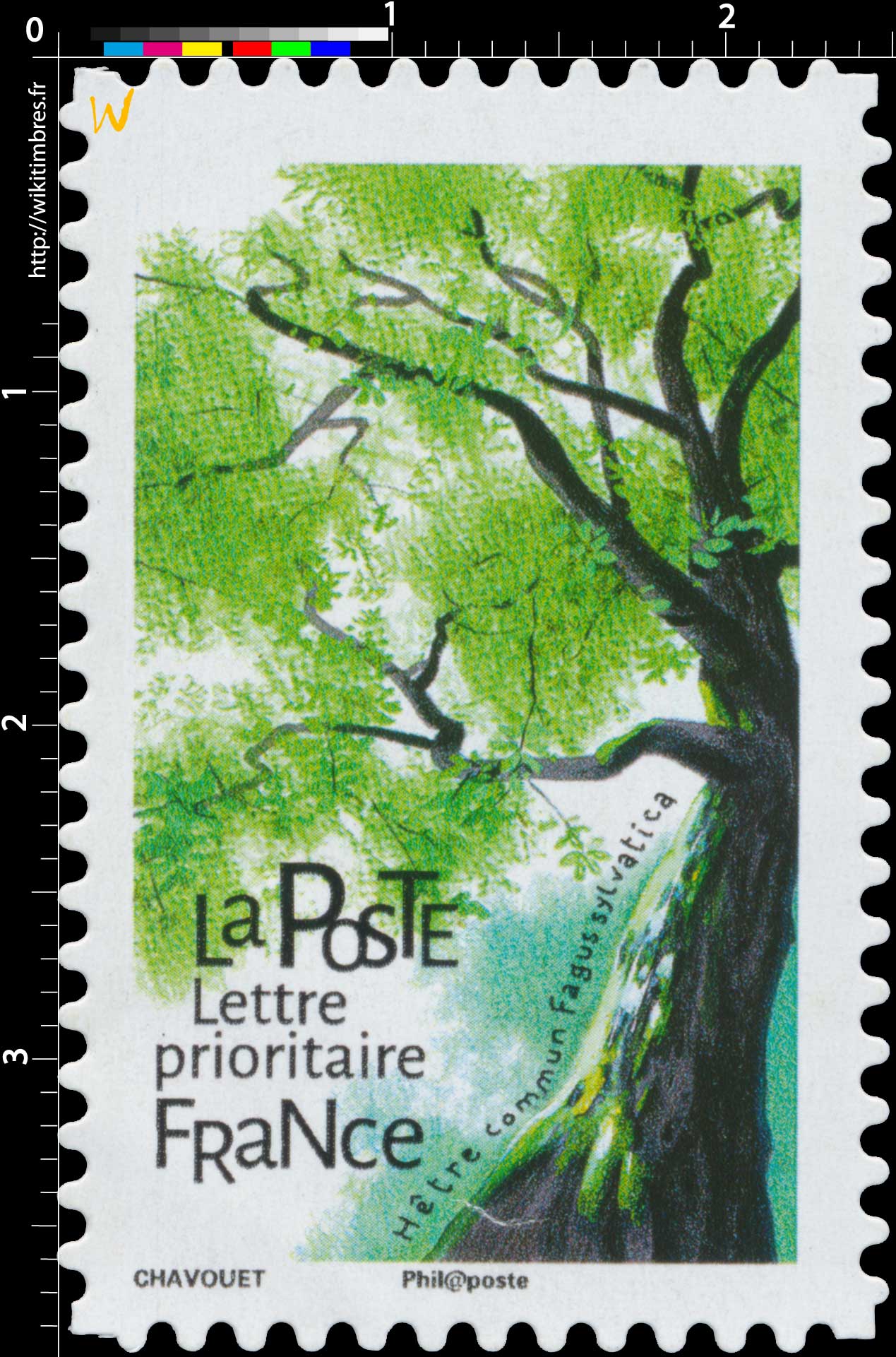 2018 Hêtre commun - Fagus sylvatica