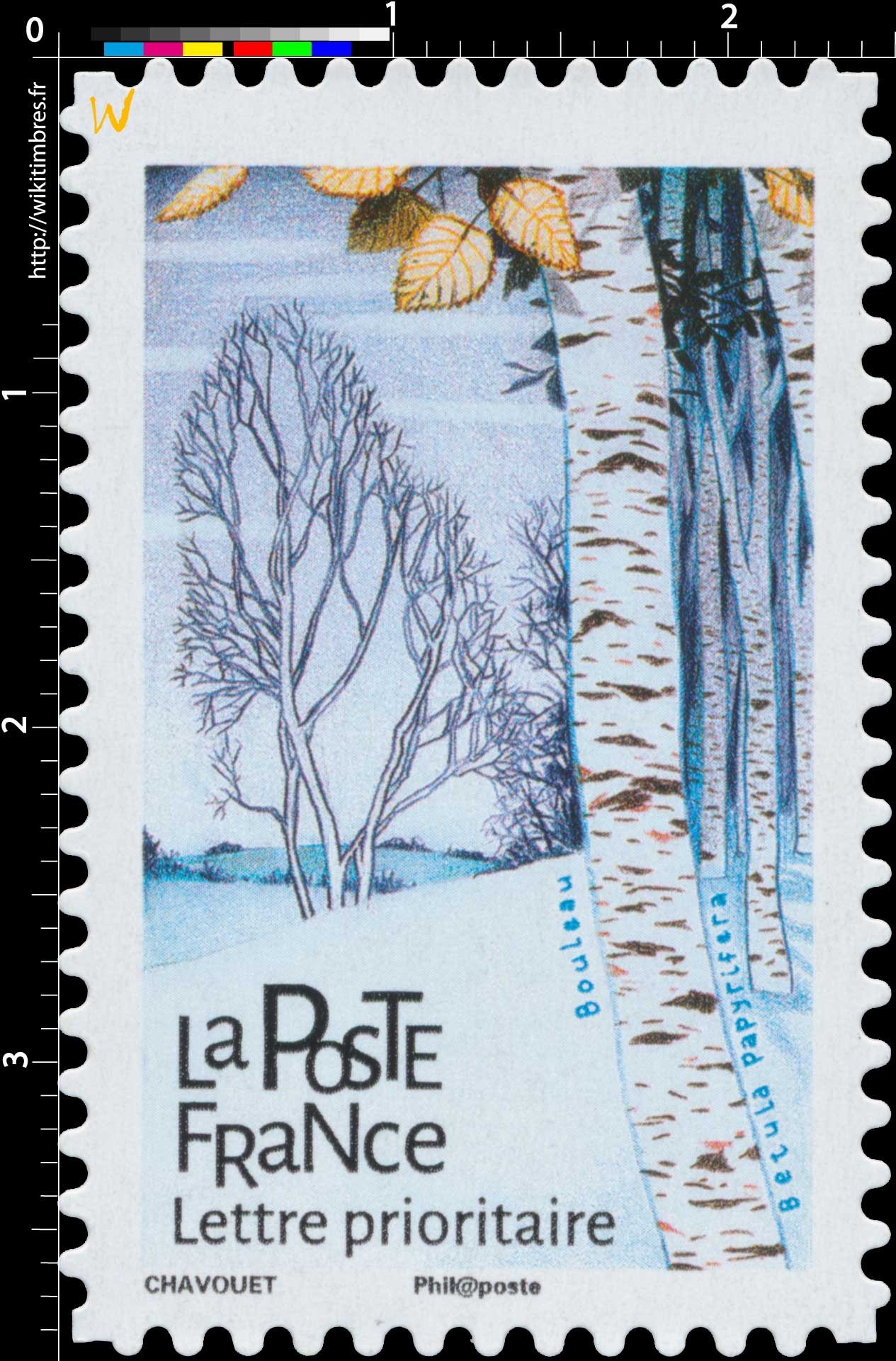 2018 Bouleau - Betula papyrifera