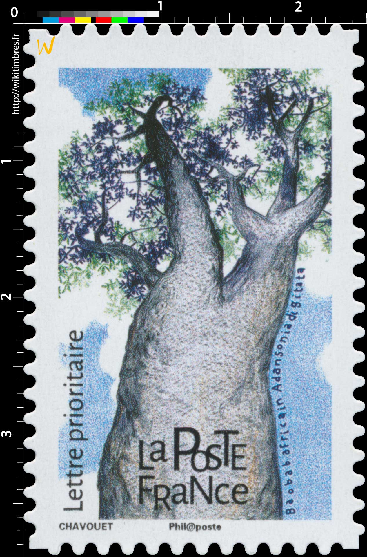 2018 Baobab africain - Adansonia digitata