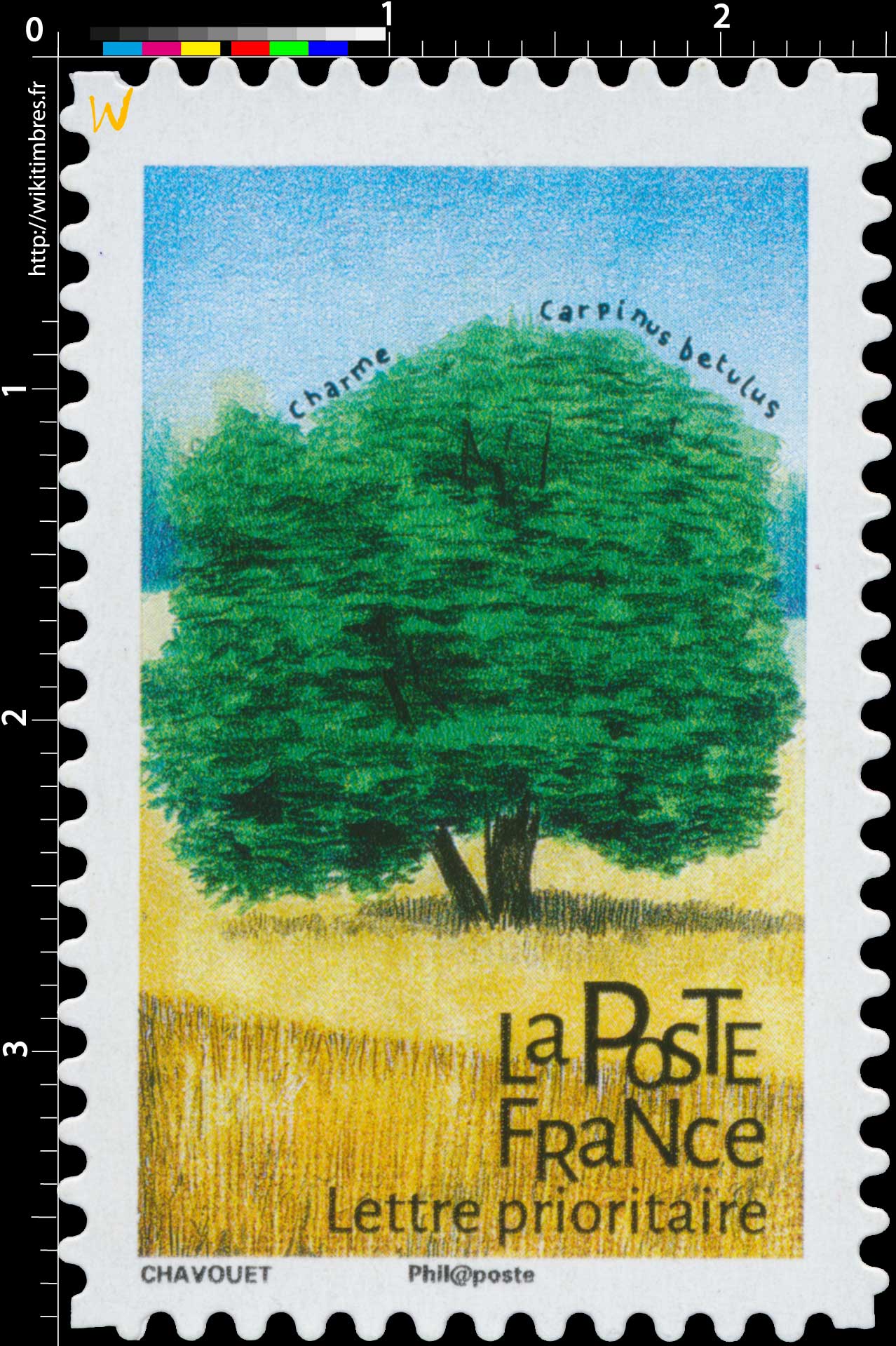 2018 Charme - Carpinus betulus