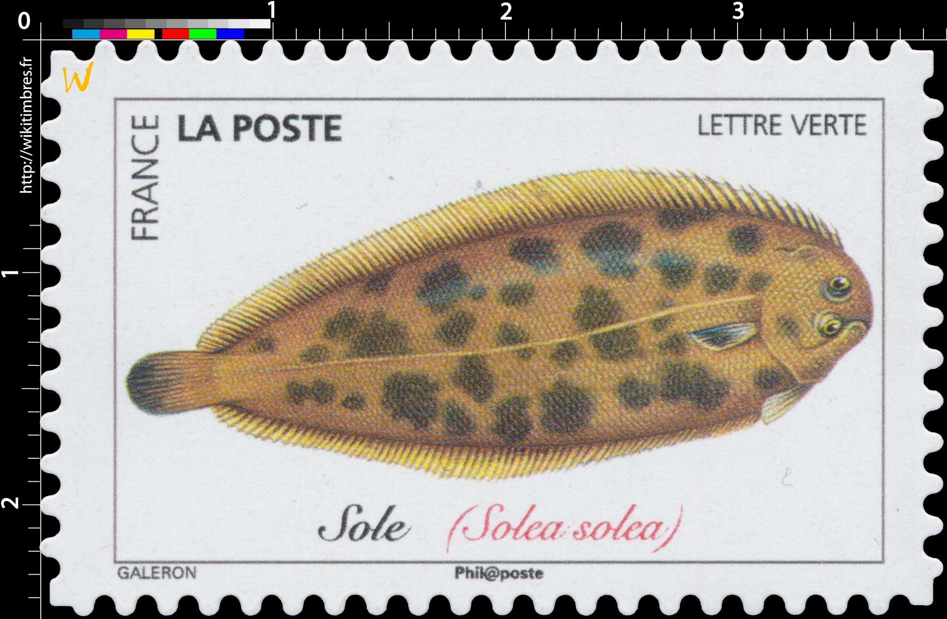 2019 Sole (Solea solea)