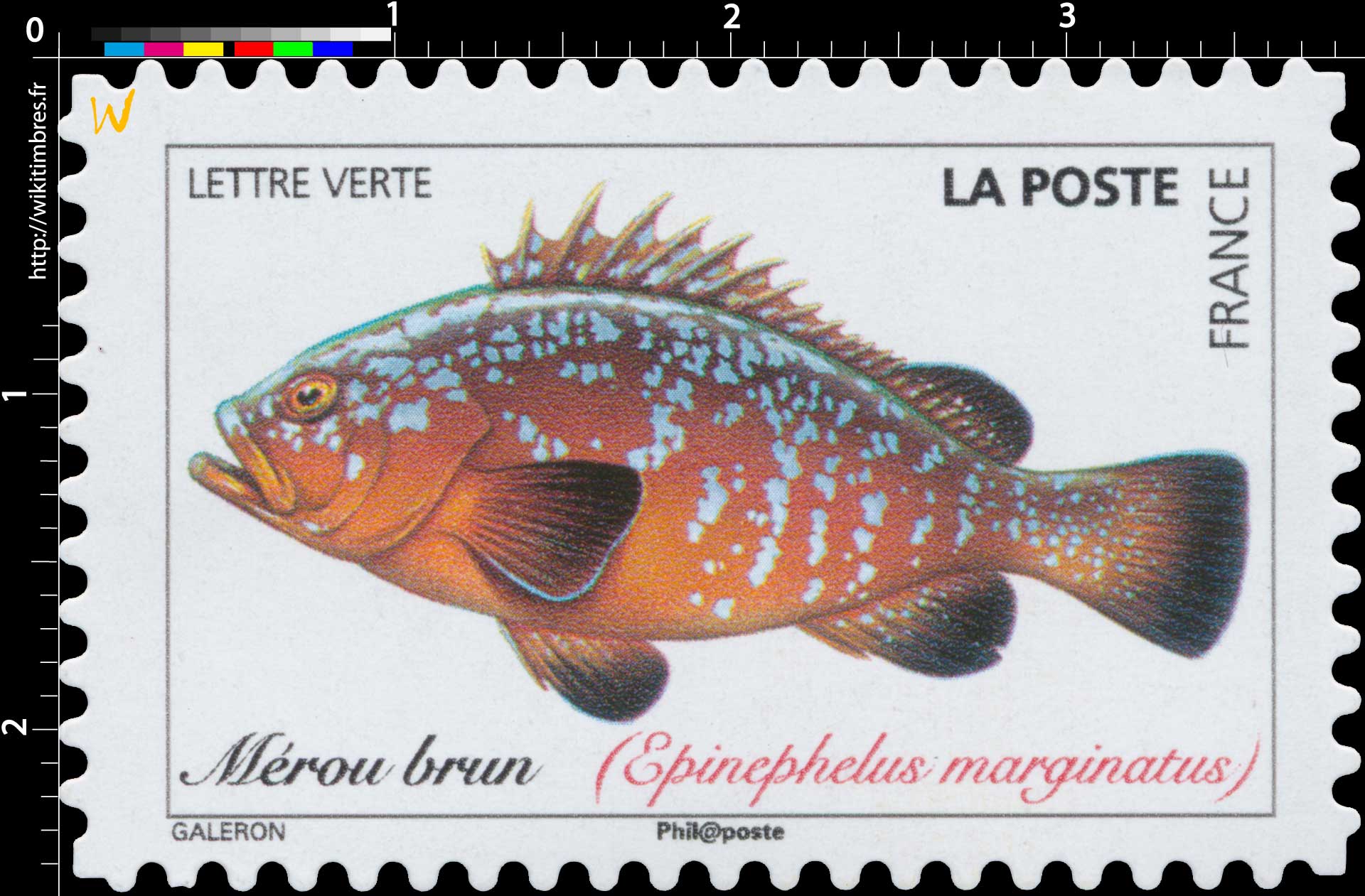2019 Mérou brun (Epinephelus marginatus)