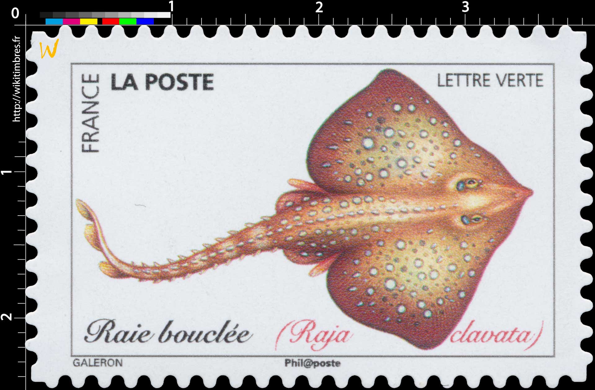 2019 Raie bouclée (Raja clavata)