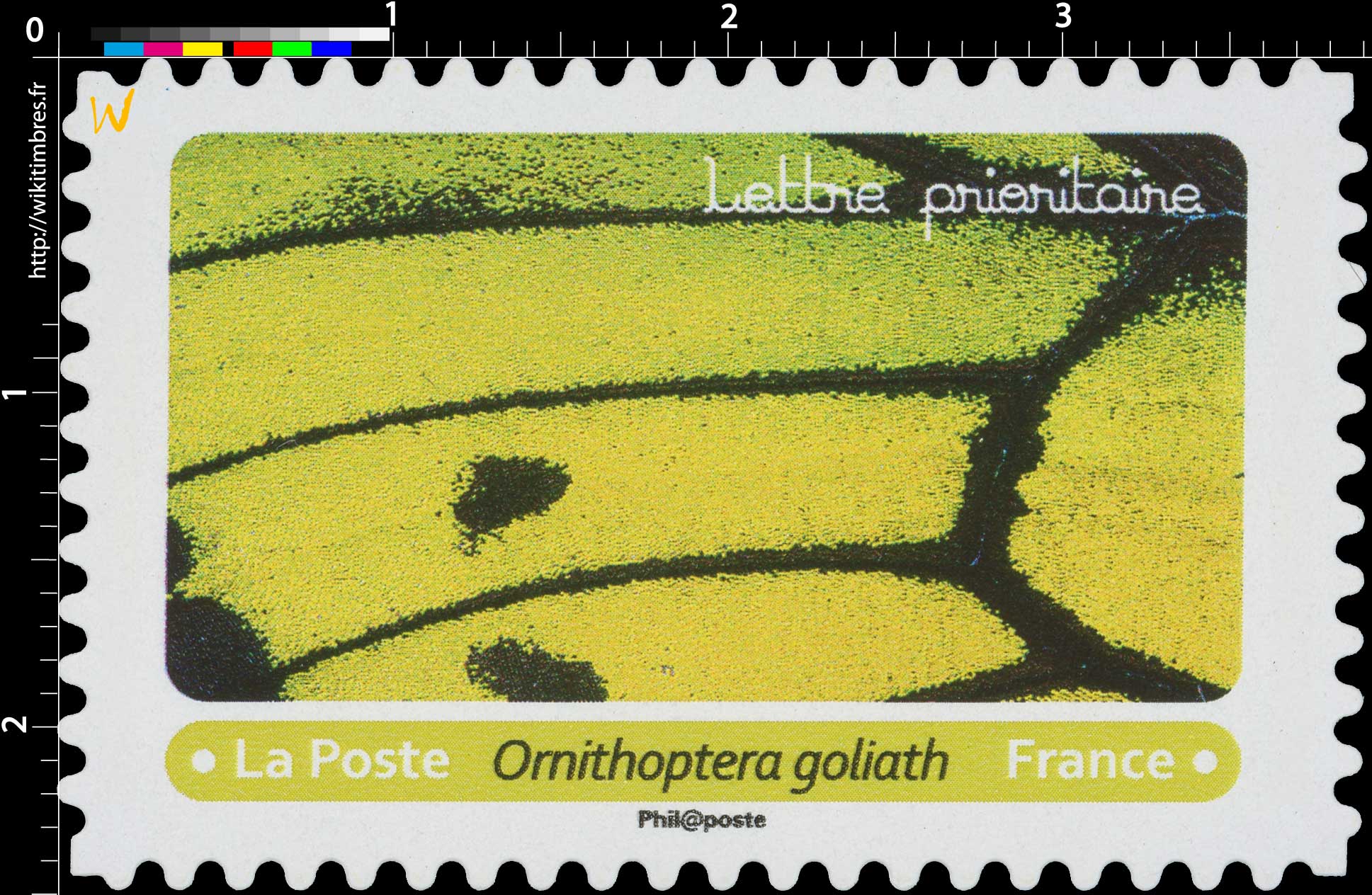 2020 Ornithoptera goliath