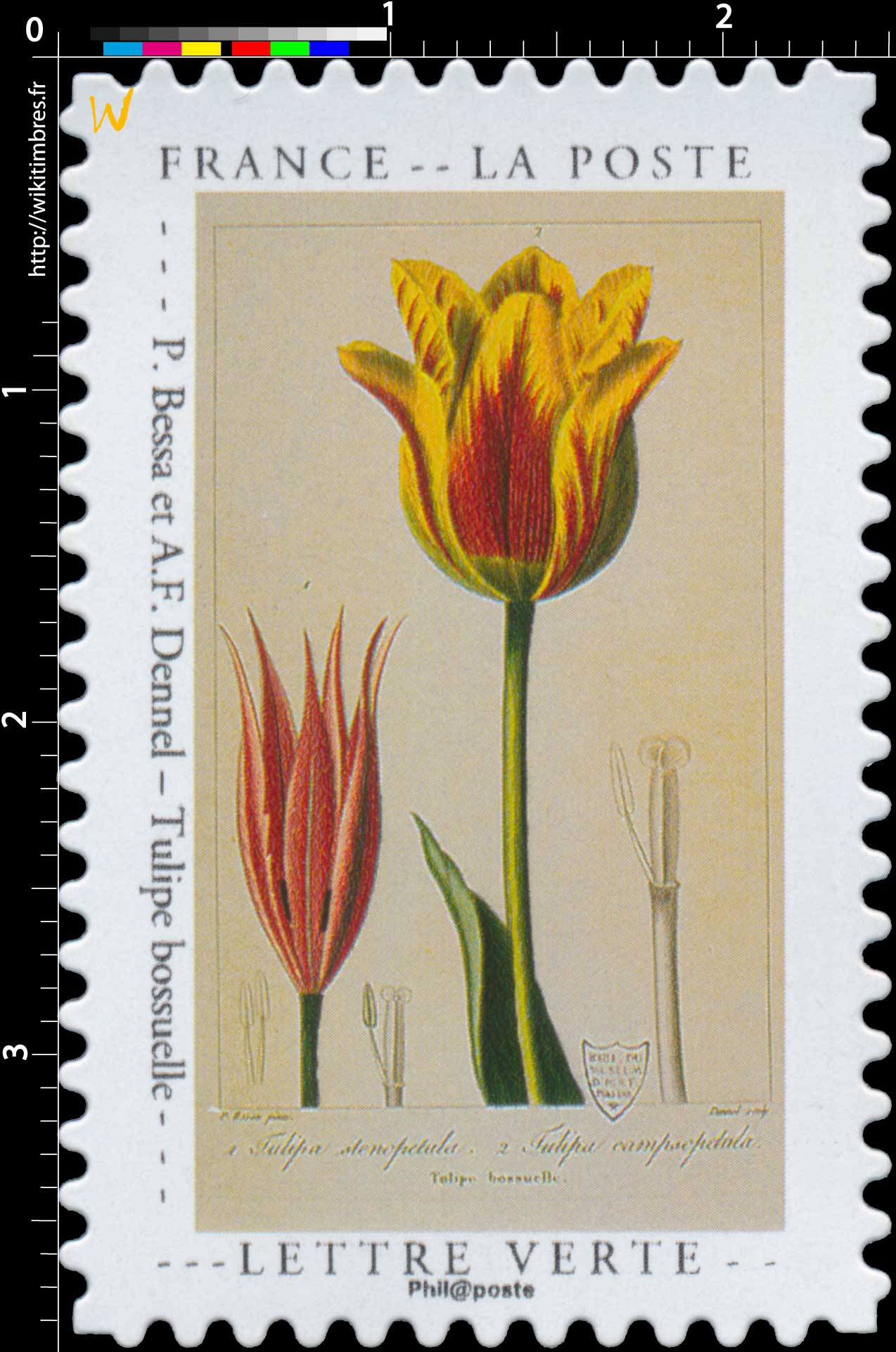 2020 P. Bessa et A.F. Dennel – Tulipe bossuelle