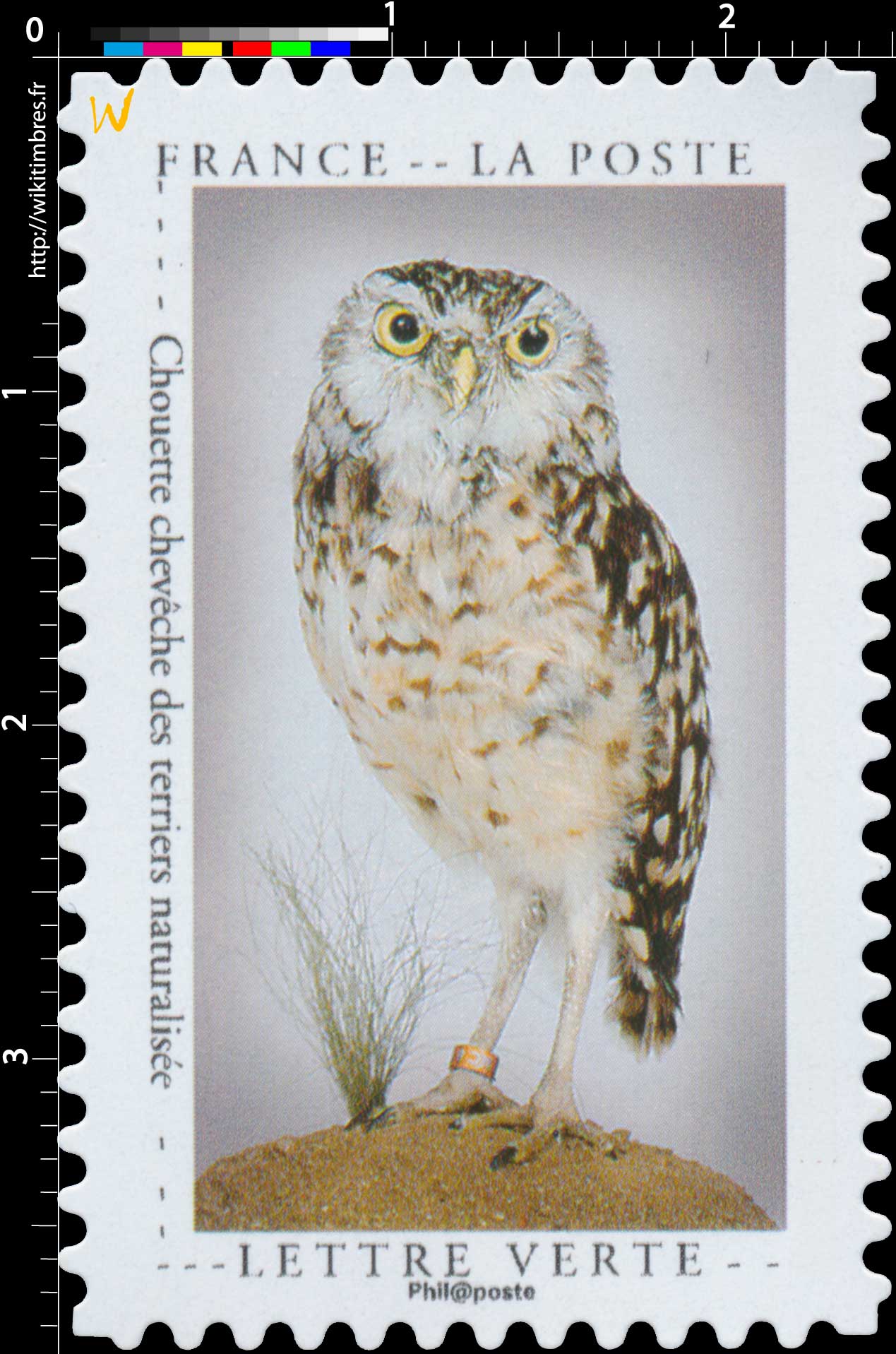 2020 Chouette chevêche des terriers naturalisée