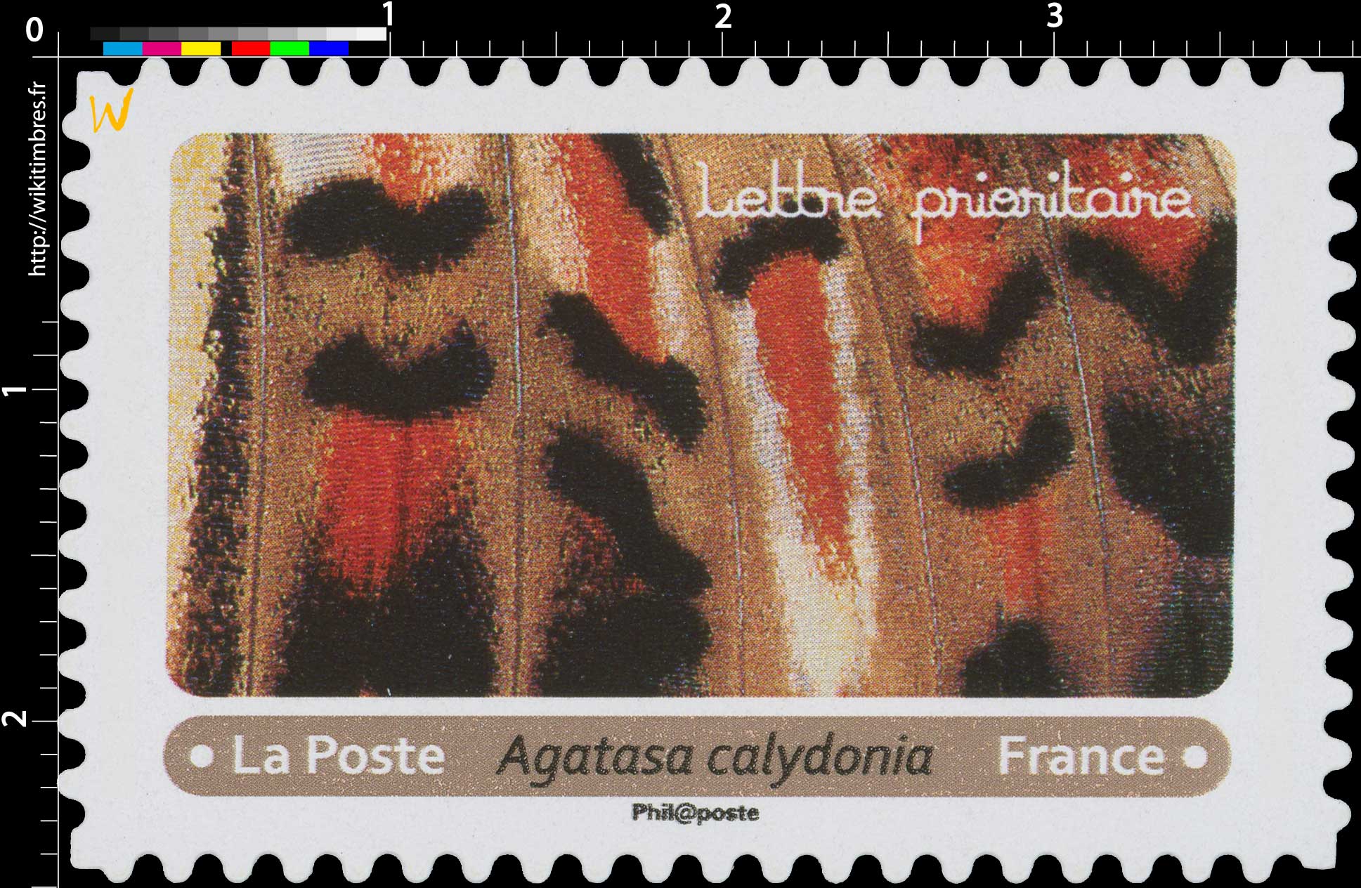 2020 Agatasa calydonia