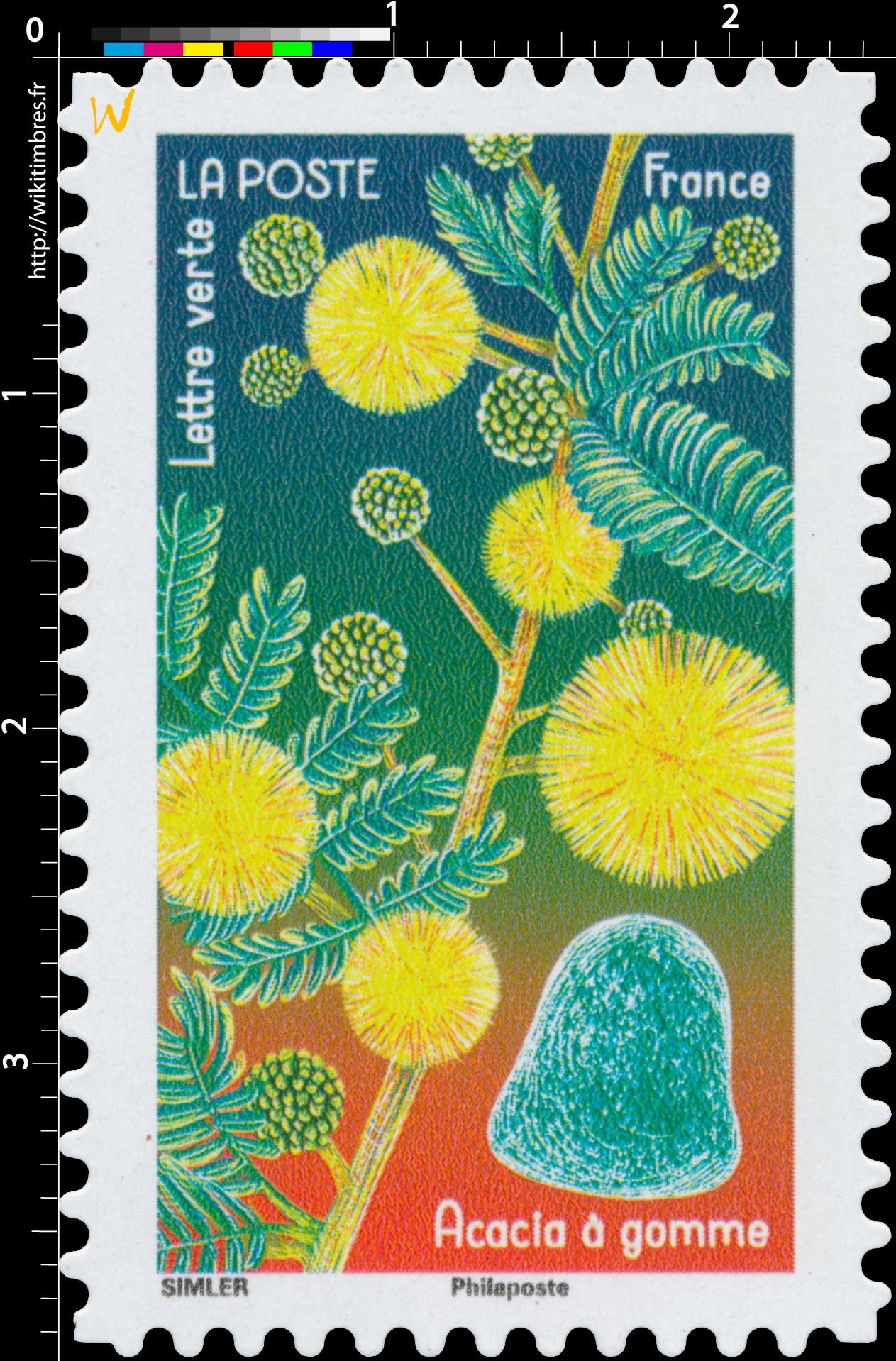 2022 Acacia à gomme