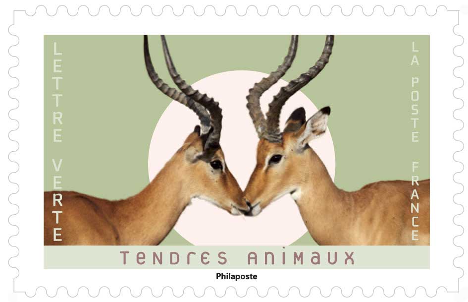 2023 TENDRES ANIMAUX