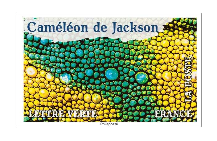2024 Caméléon de Jackson