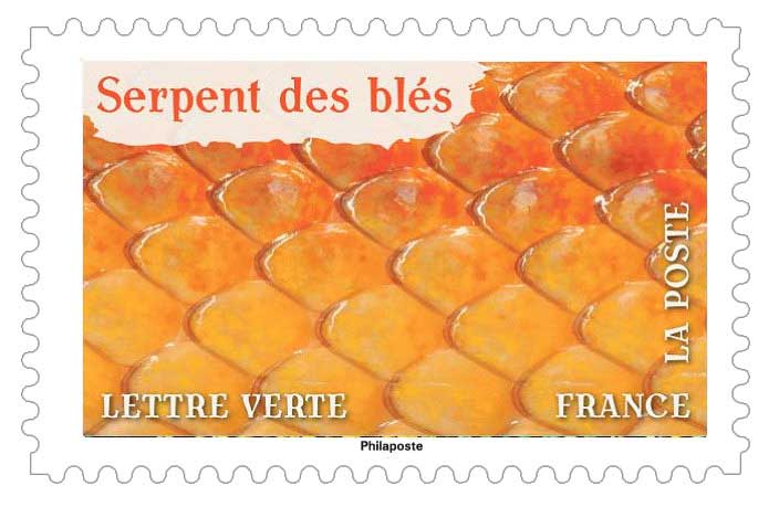 2024 Serpent des blés