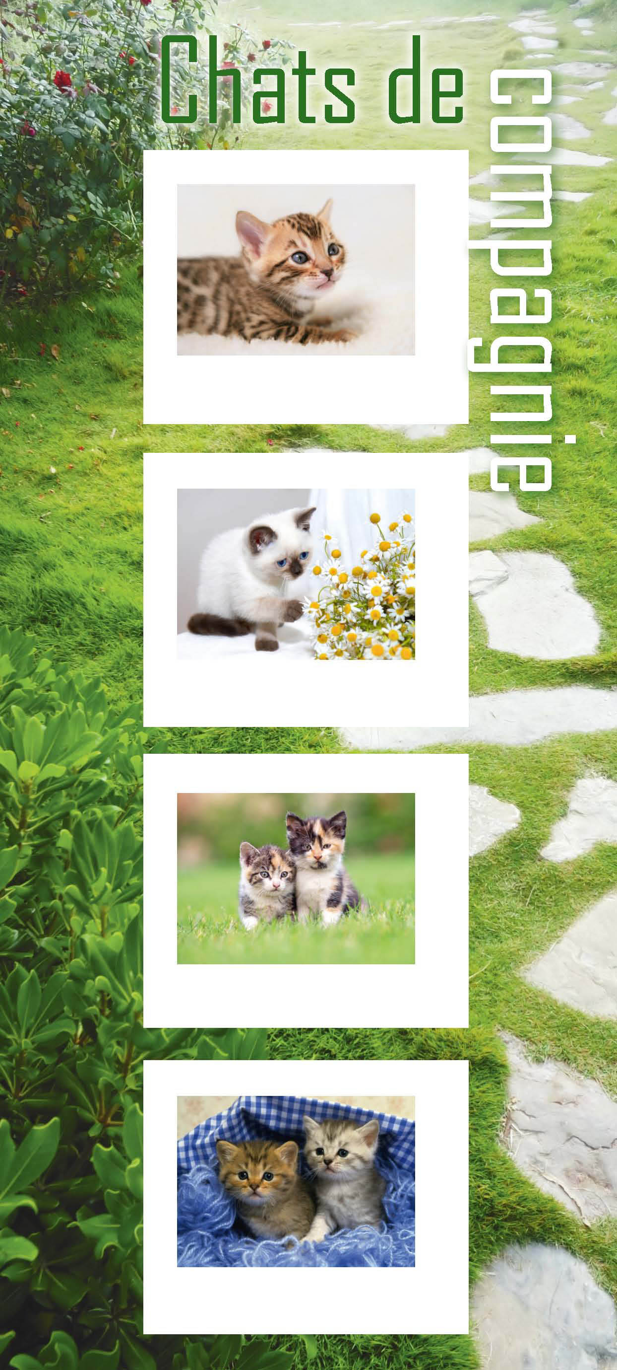 2013 Chats de compagnie