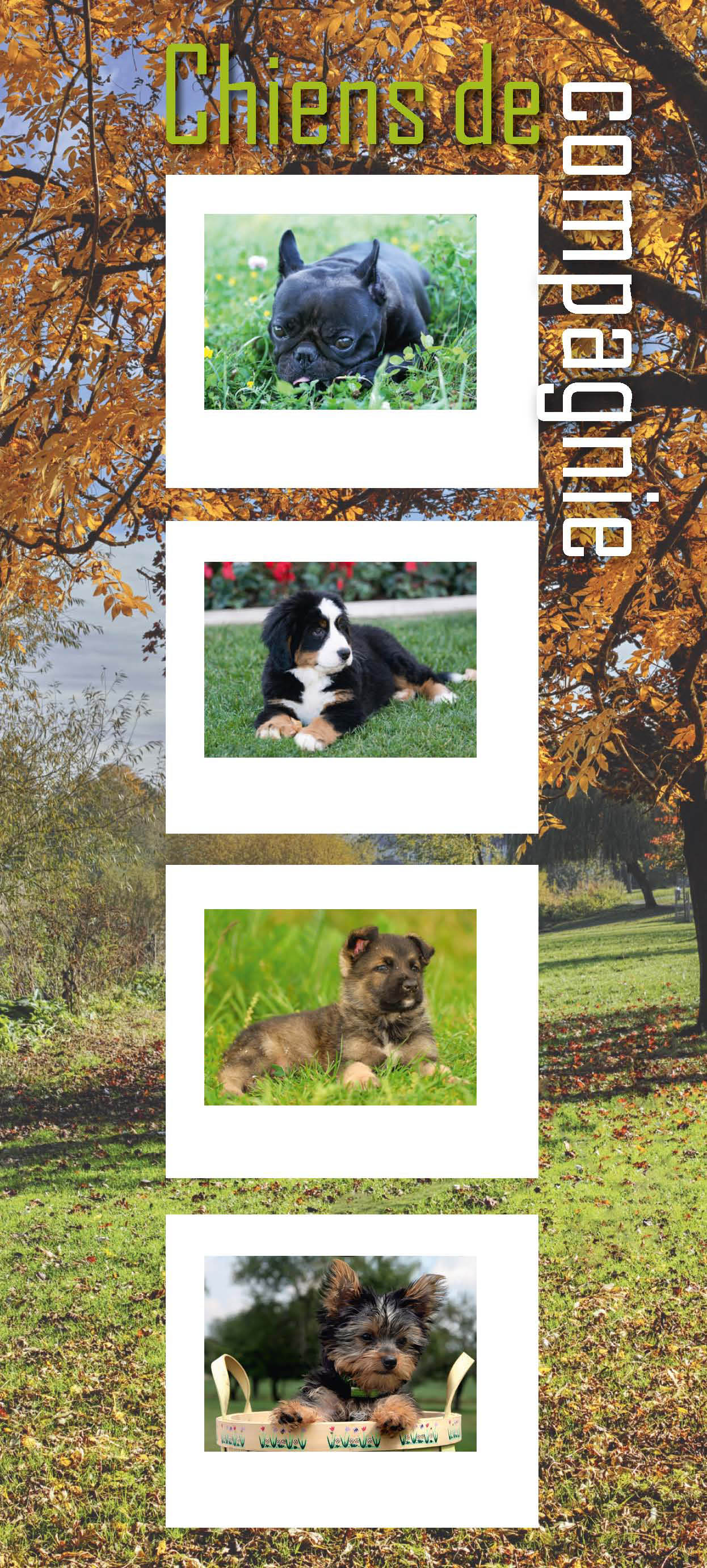 2013 Chiens de compagnie