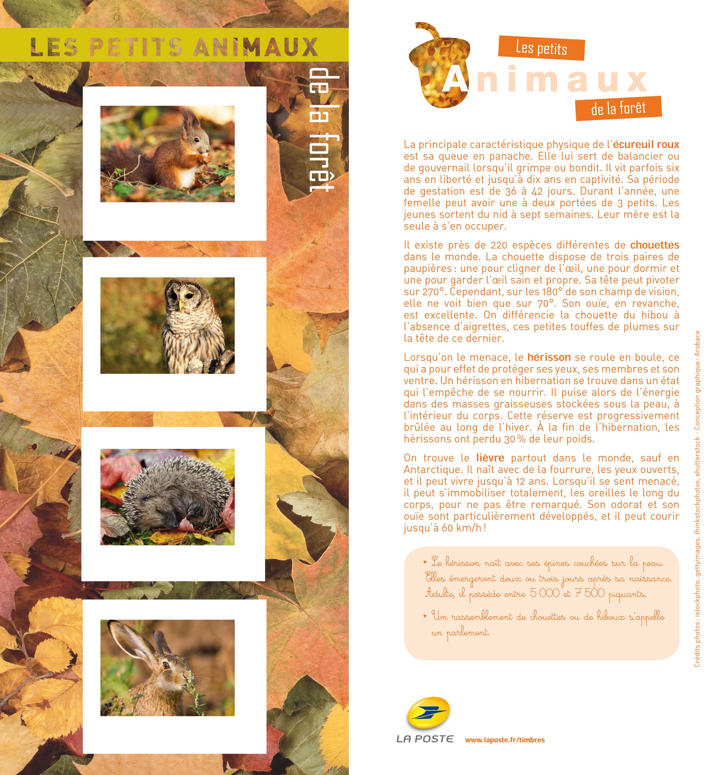 2013 Les petits animaux de la forêt
