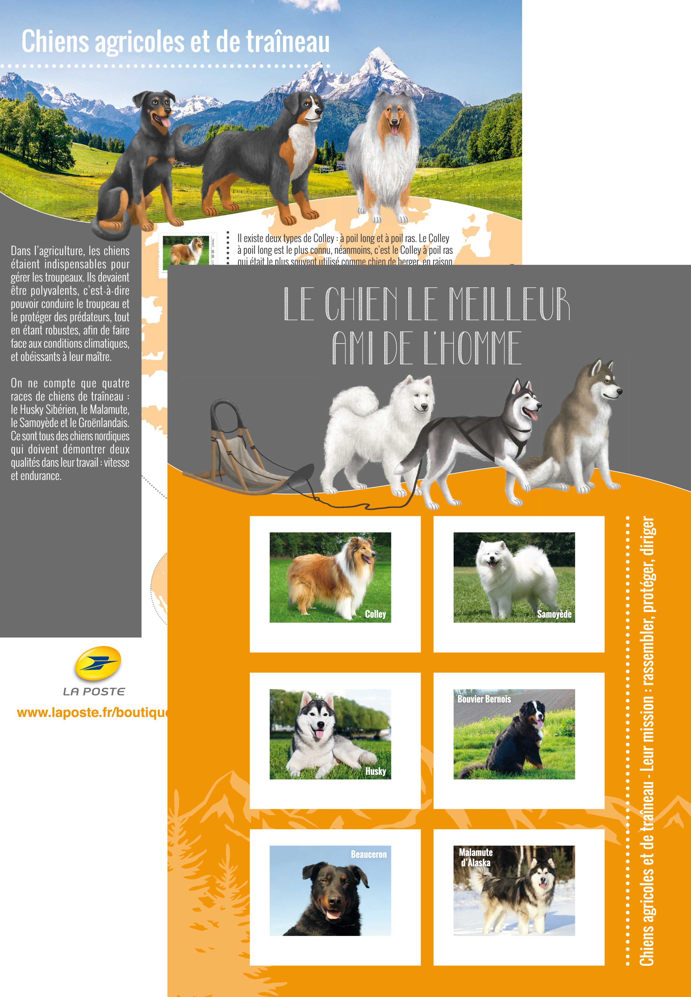 2016 Chiens agricoles et de traineau