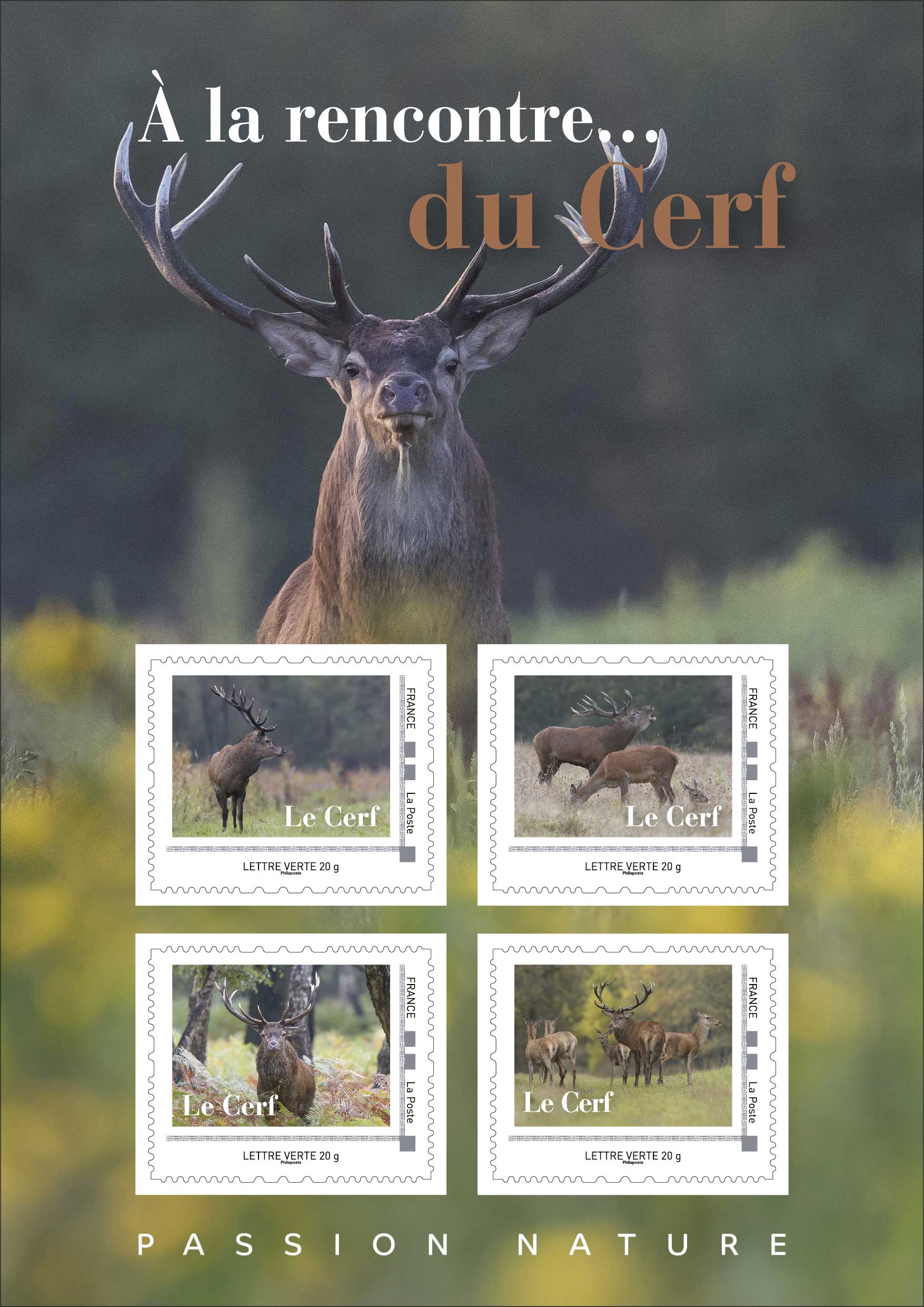 2024 À LA RENCONTRE… DU CERF