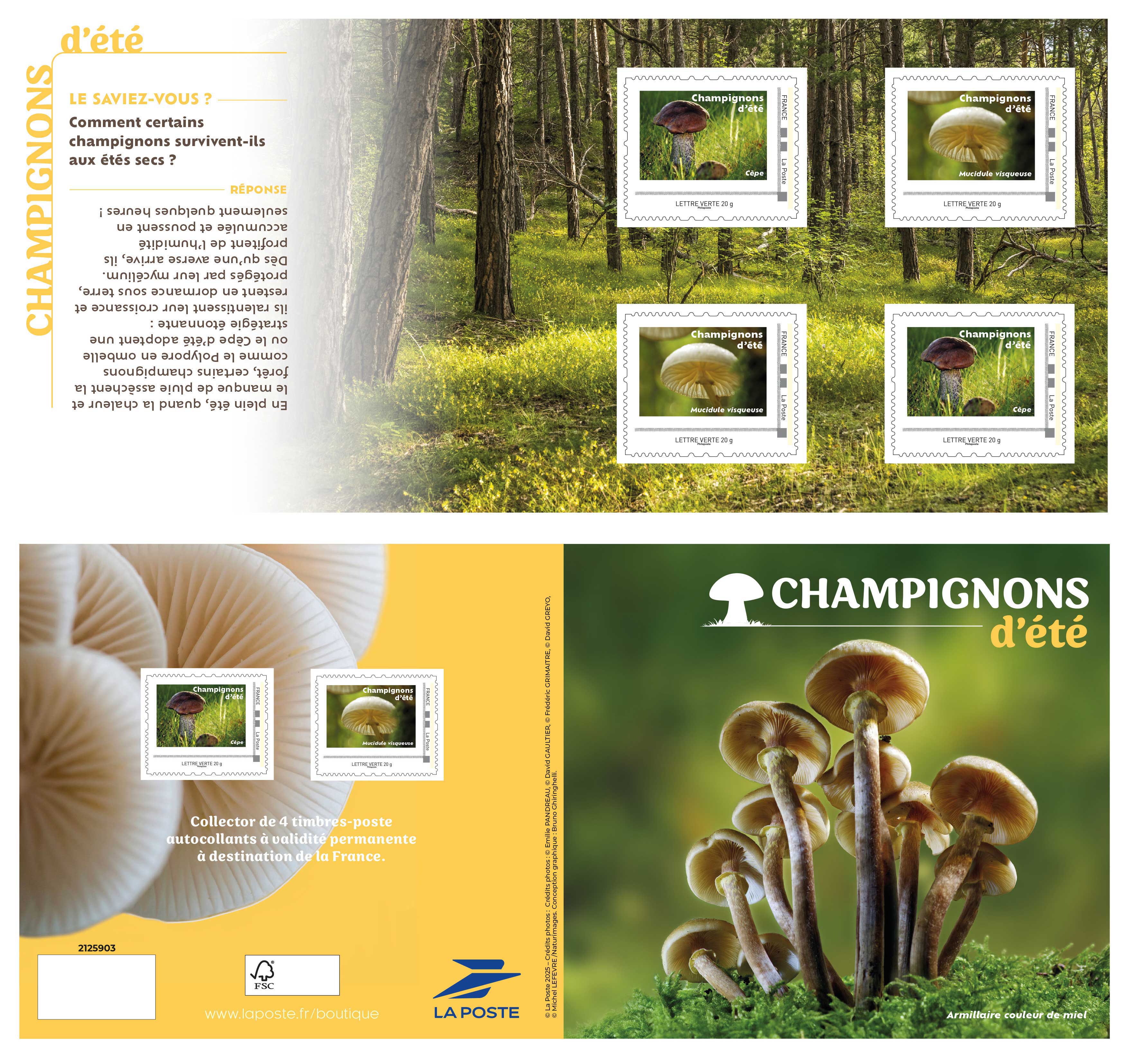 2025 CHAMPIGNONS D’ÉTÉ