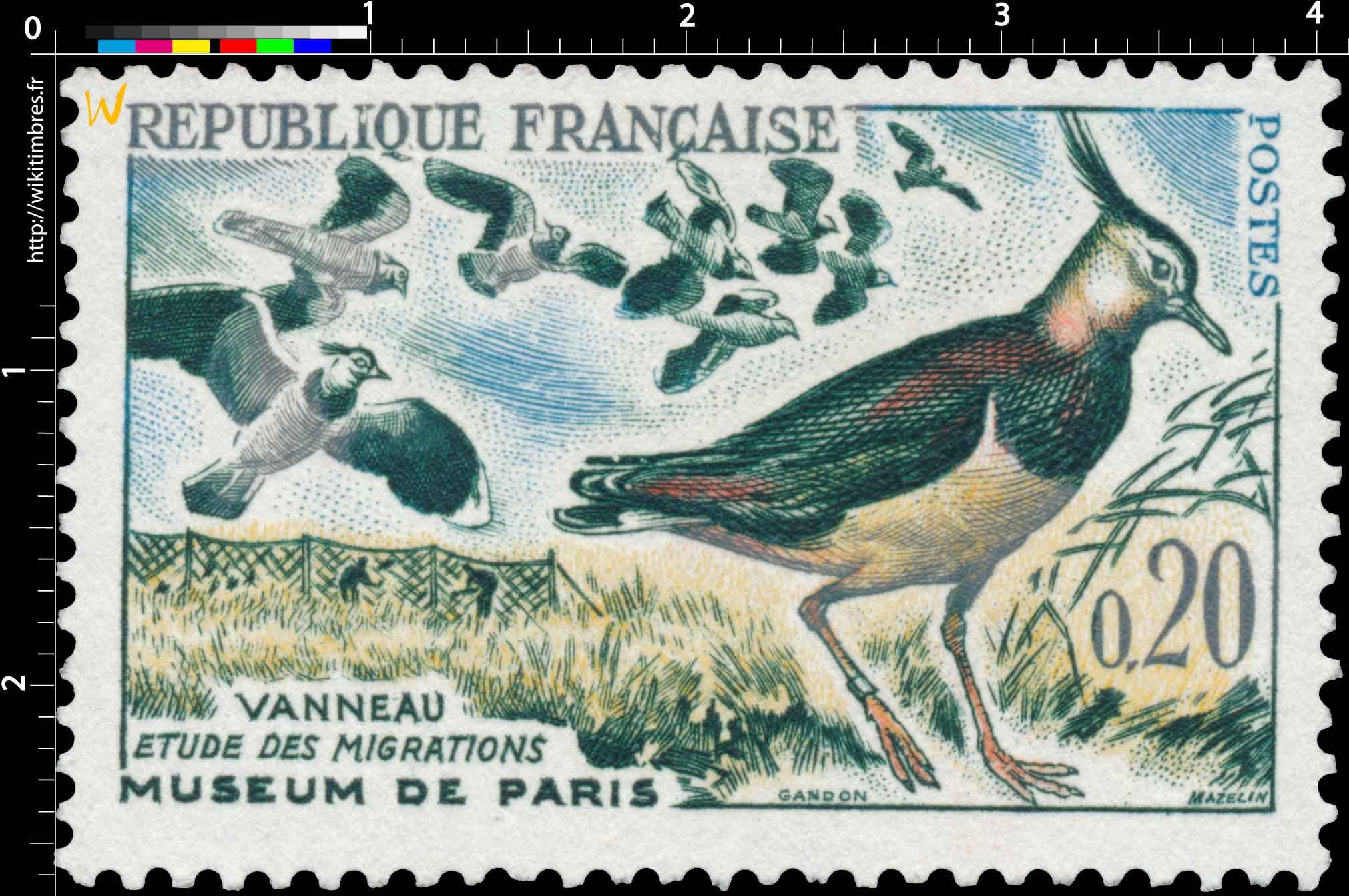 VANNEAUX ÉTUDE DES MIGRATIONS MUSÉUM DE PARIS