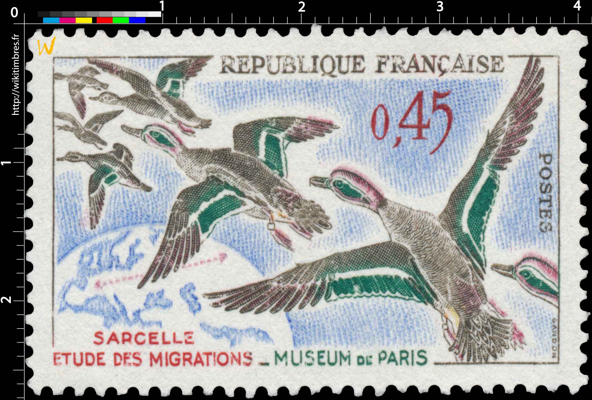 SARCELLE ÉTUDE DES MIGRATIONS-MUSÉUM DE PARIS