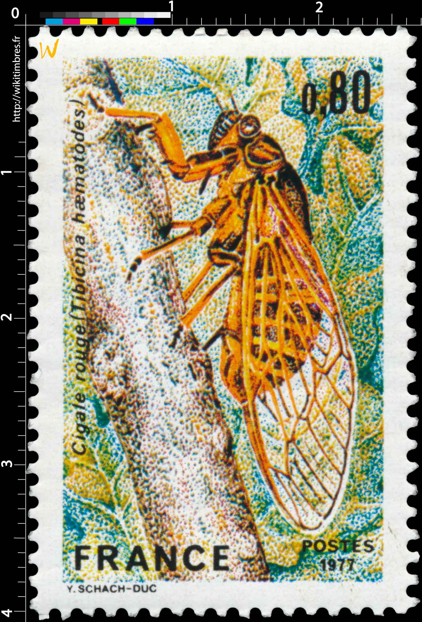 1977 Cigale rouge (Tibicina haematodes)