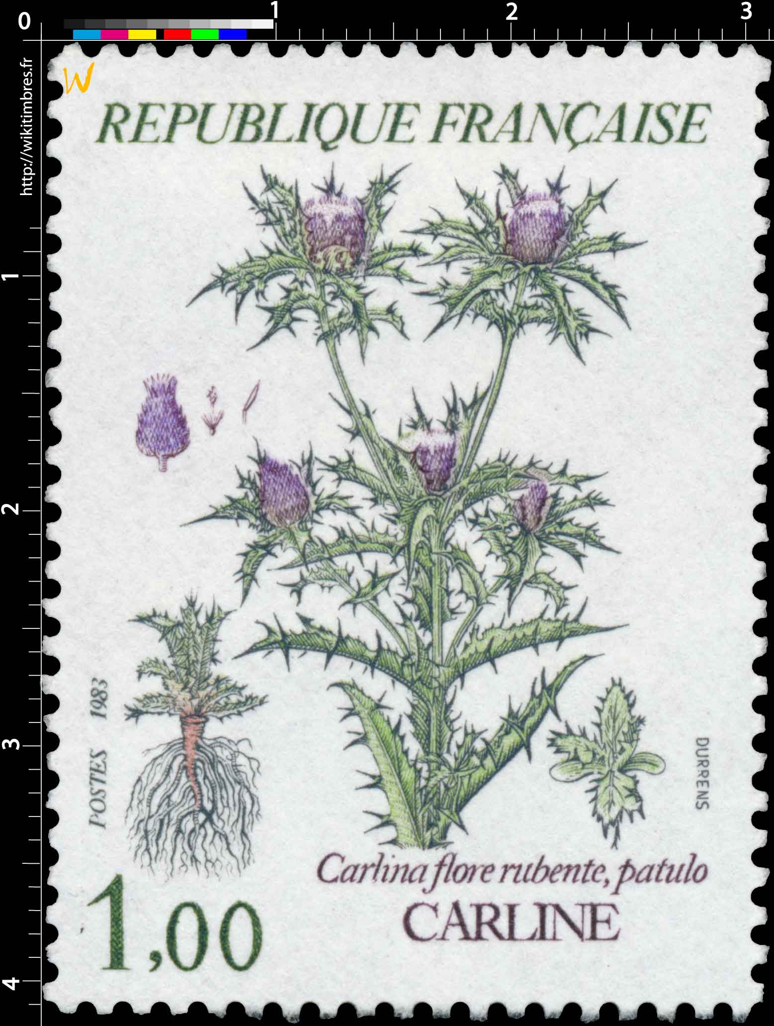1983 CARLINE Carlina flore rubente, patulo
