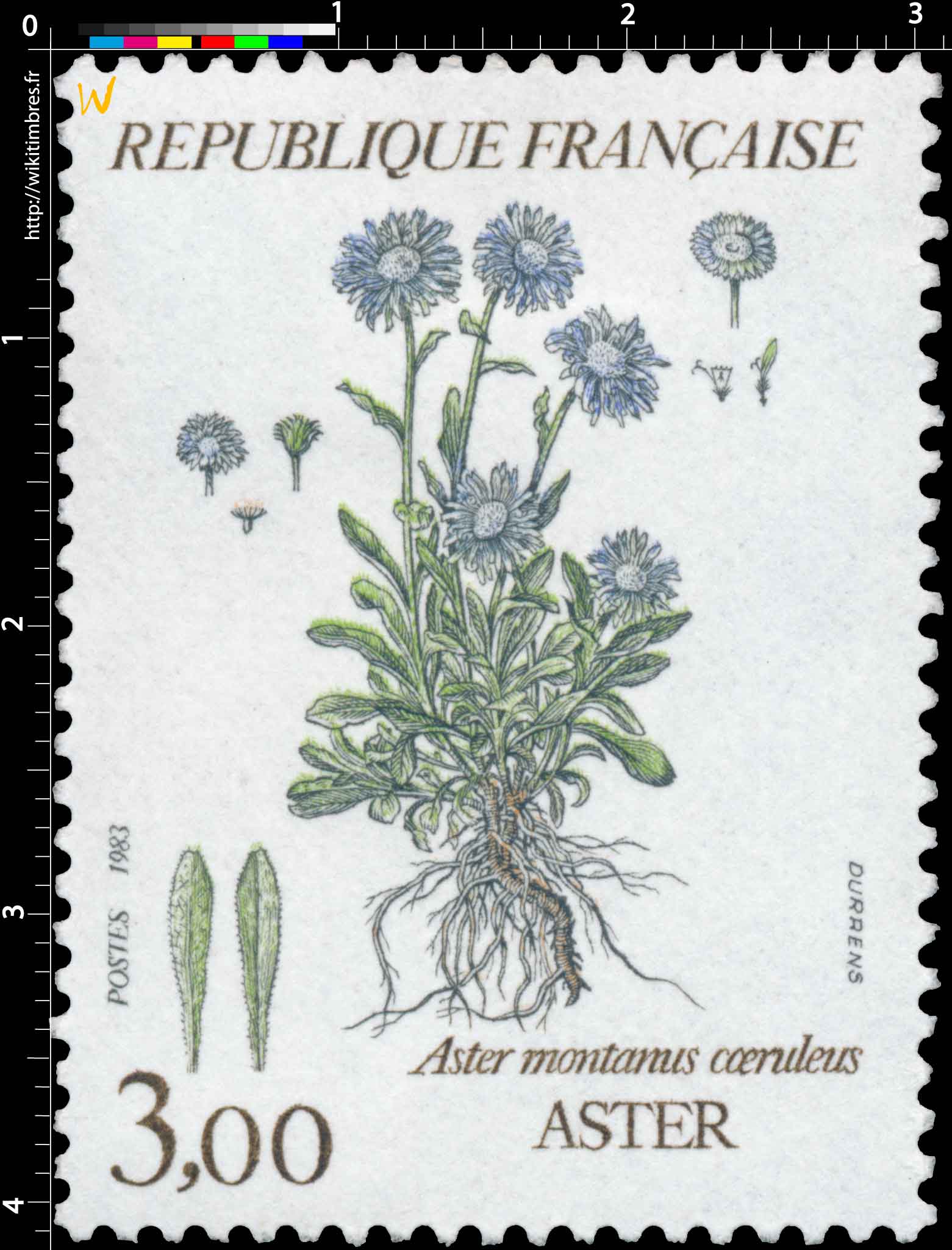 1983 Aster montanus coeruleus - ASTER 
