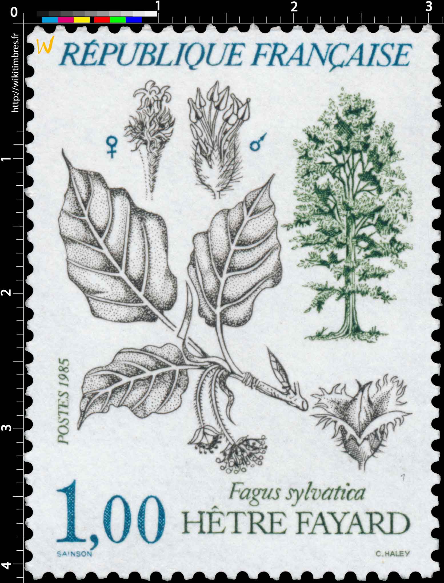1985 HÊTRE FAYARD Fagus sylvatica
