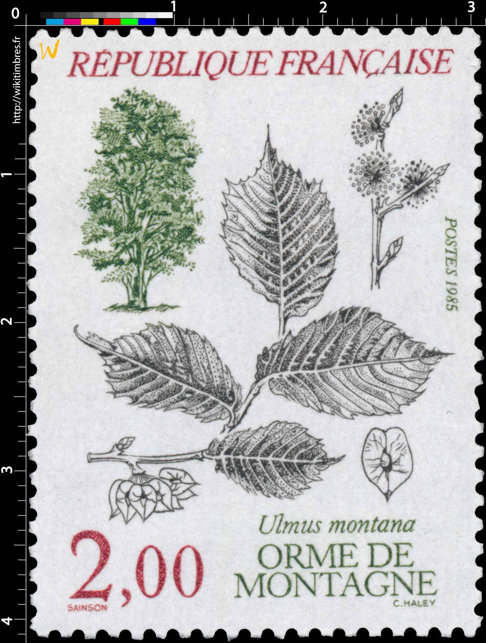 1985 ORME DE MONTAGNE Ulmus montana