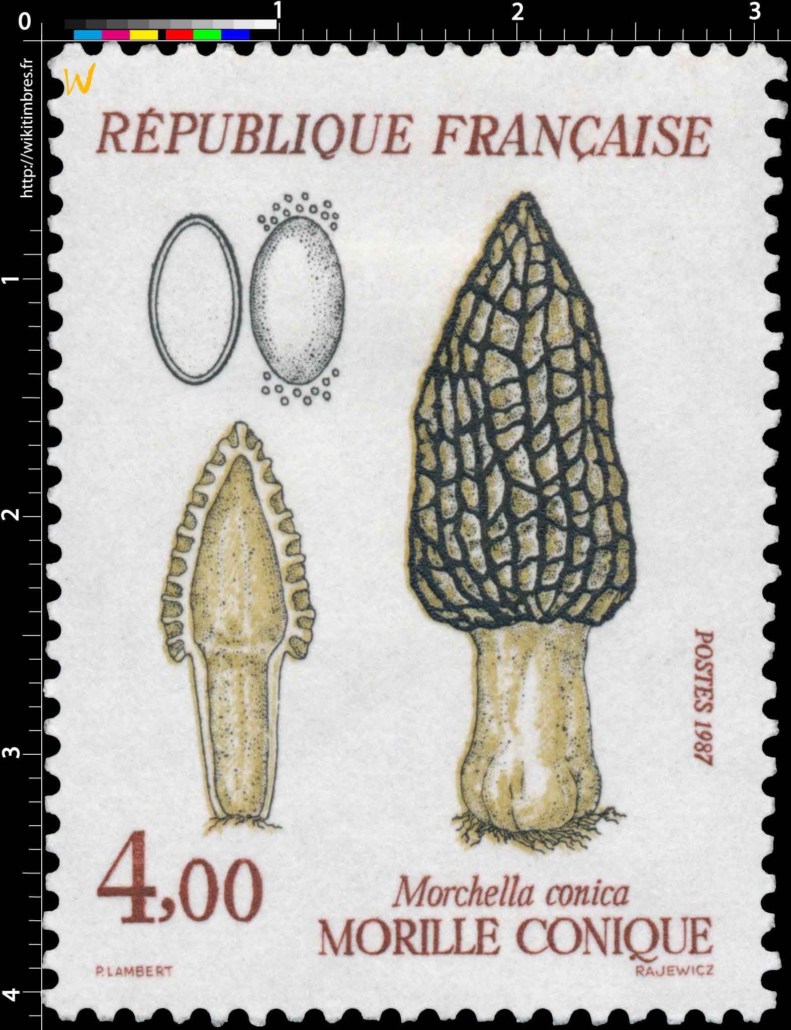 1987 MORILLE CONIQUE Morchella conica