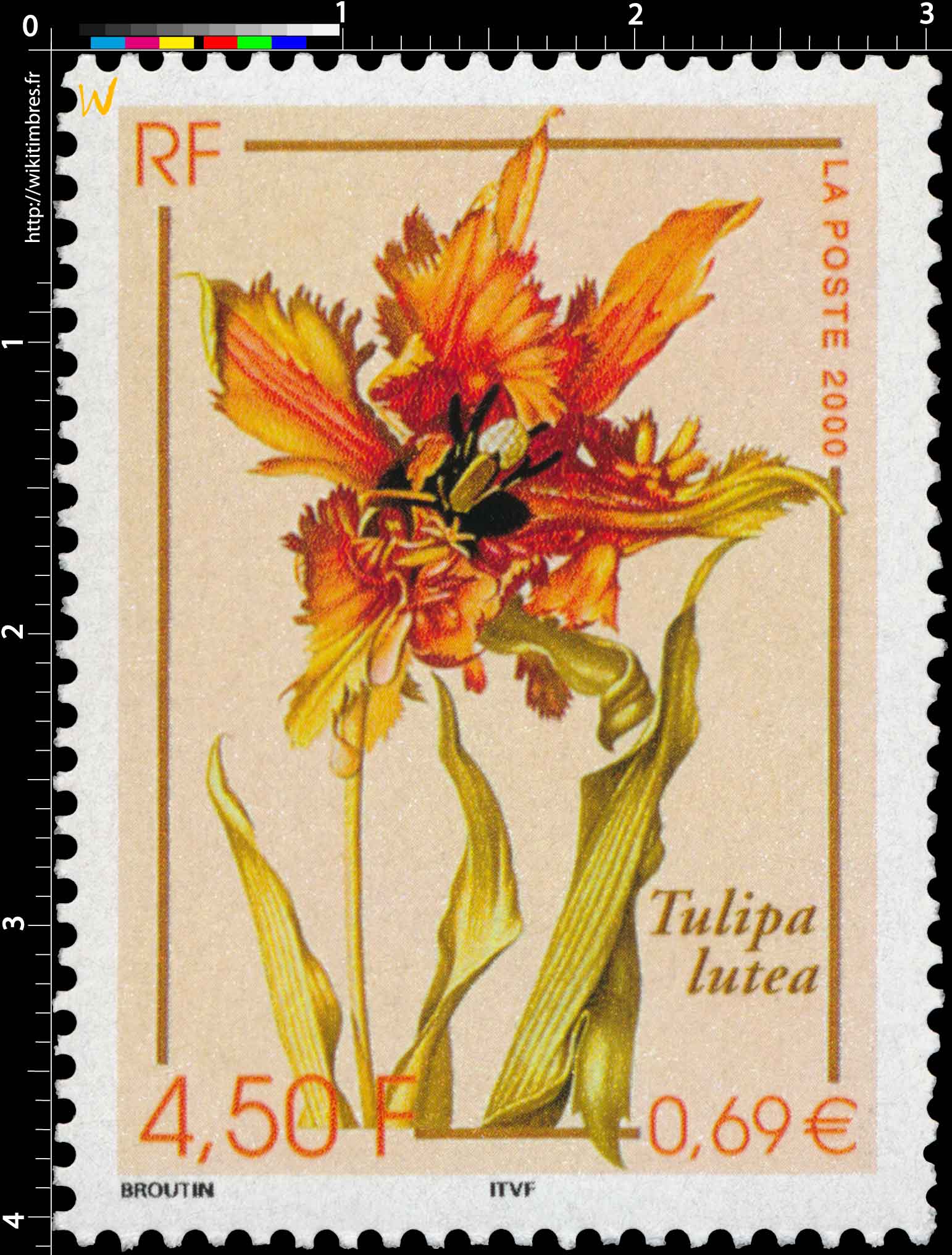 2000 Tulipa lutea