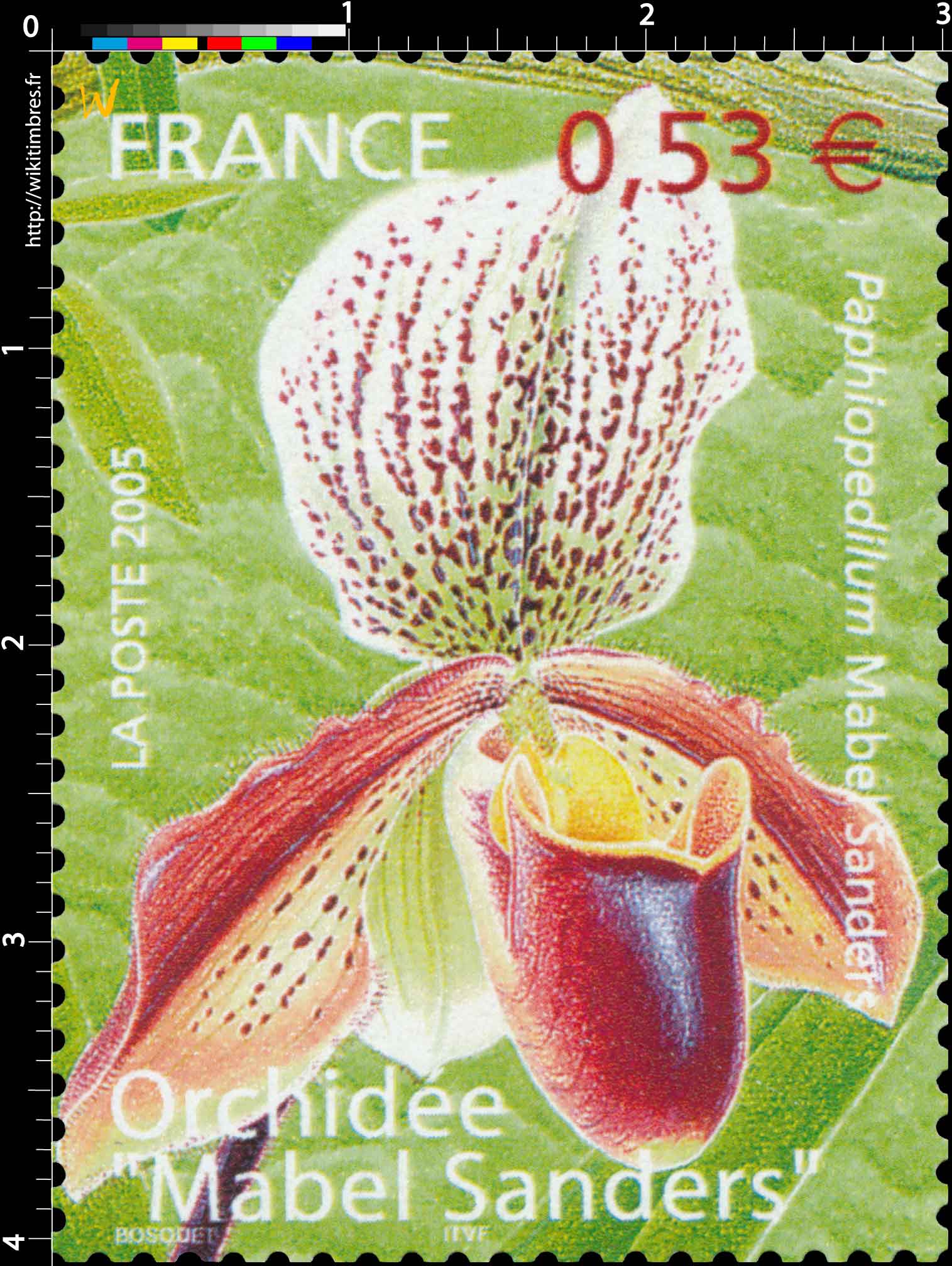 2005 Orchidée Mabel Sanders Paphiopedilum Mabel Sanders