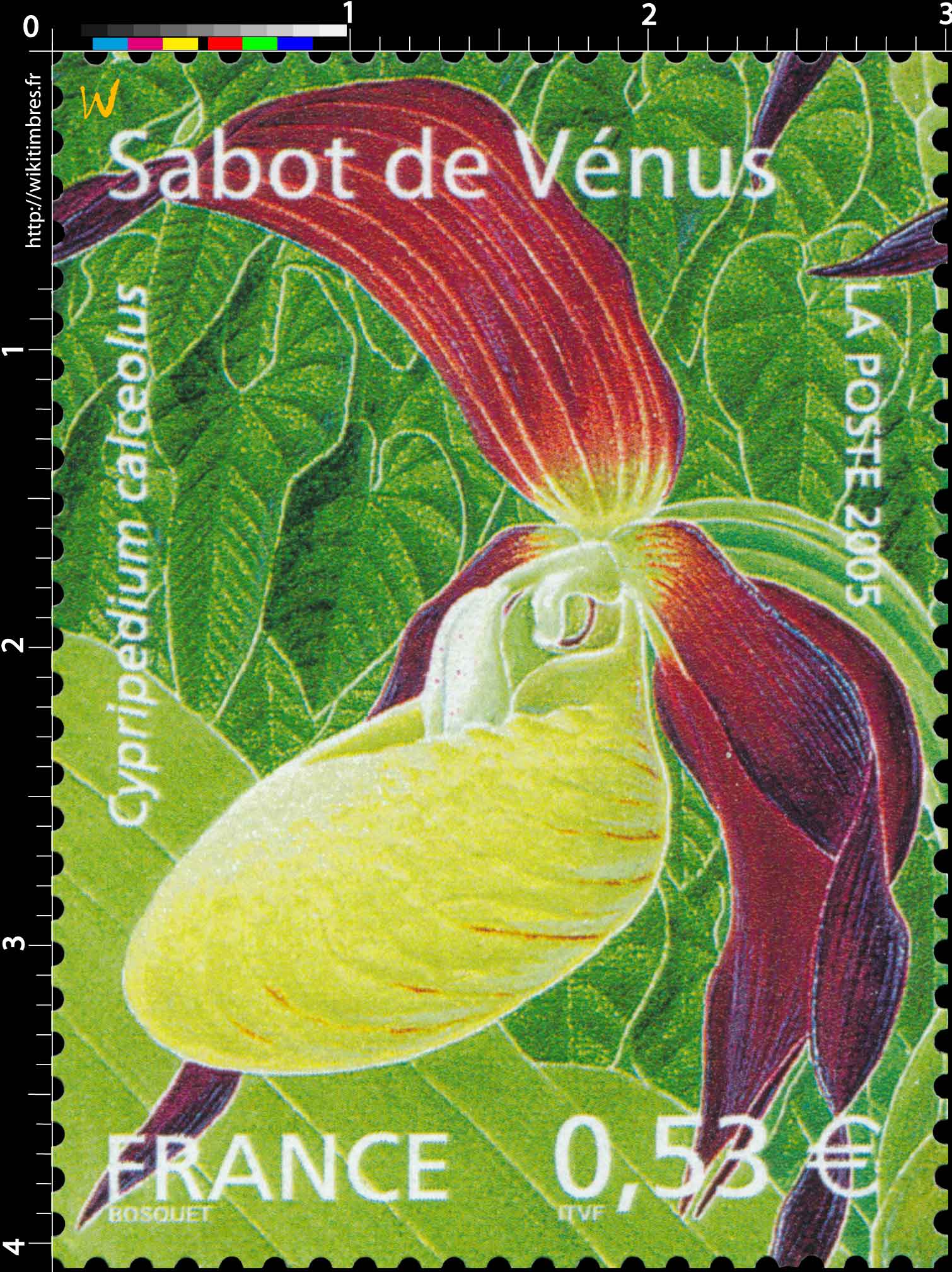 2005 Sabot de Vénus Cypripedium calceolus
