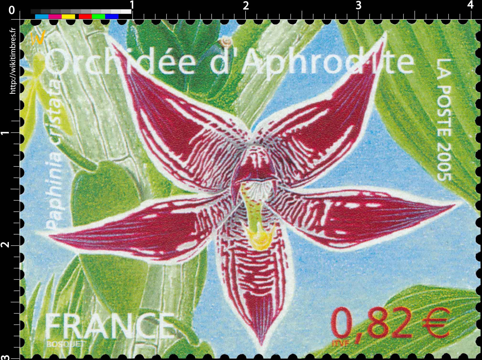 2005 Orchidée d'Aphrodite Paphinia cristata