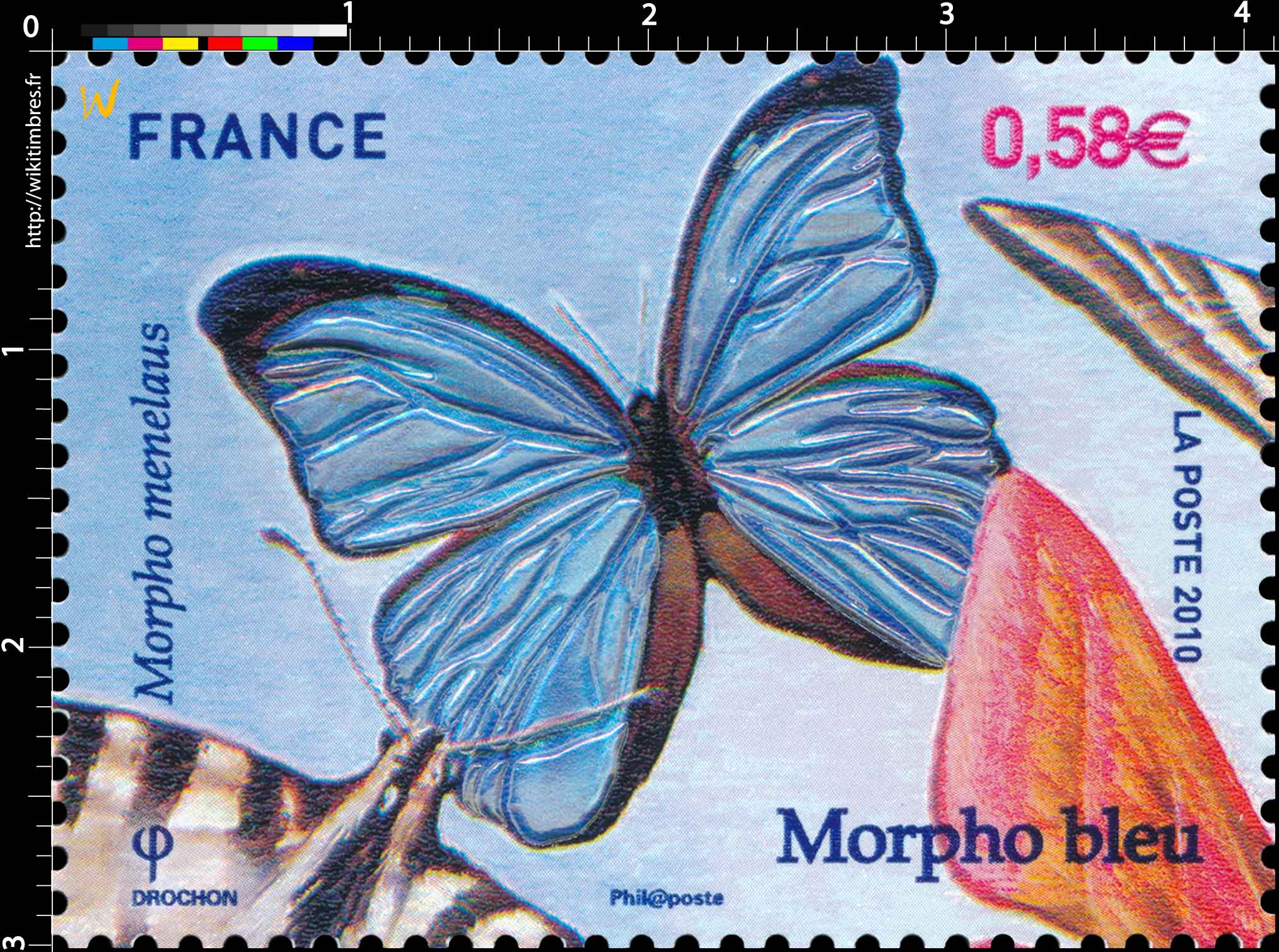 2010 Morpho bleu - Morpho menelaus