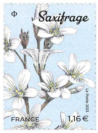2023 Saxifrage