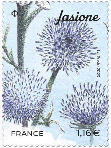2023 Jasione