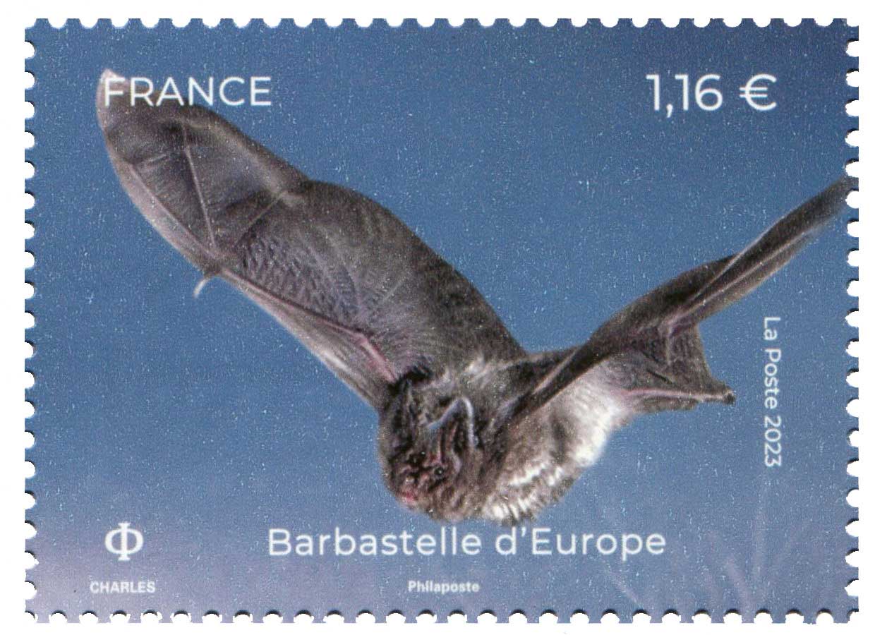 2023 Barbastelle d'Europe