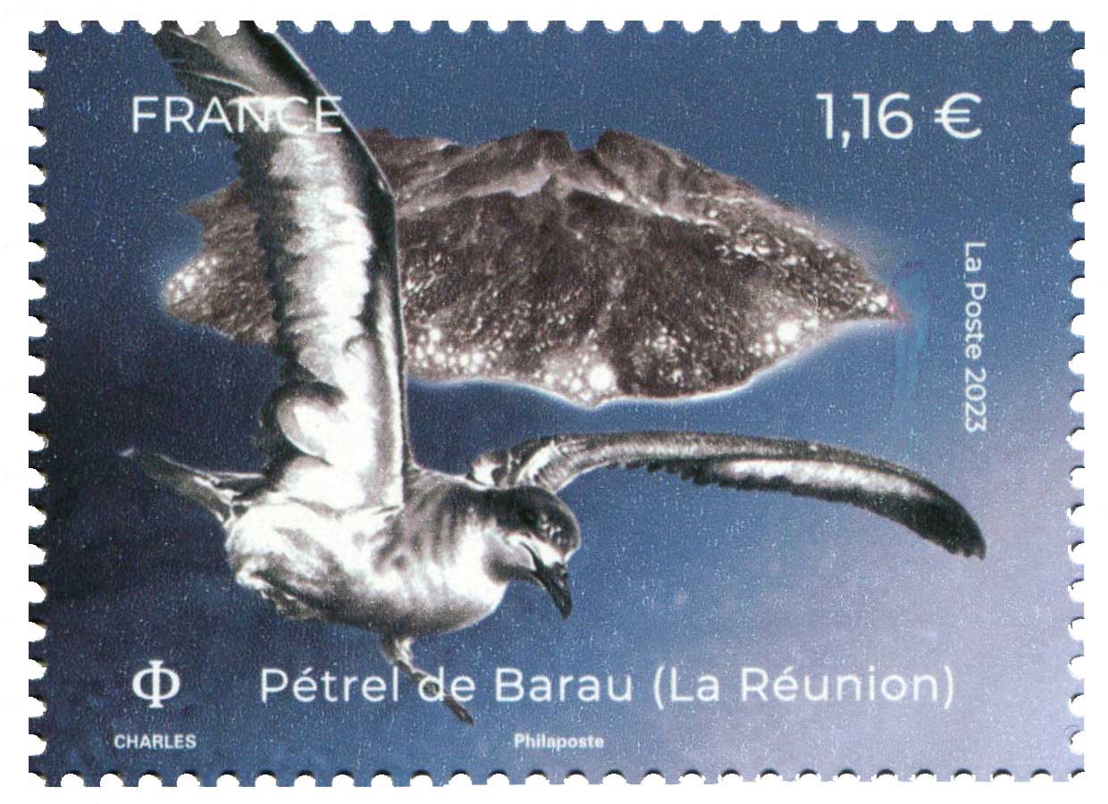 2023 Pétrel de Barau (La Réunion)