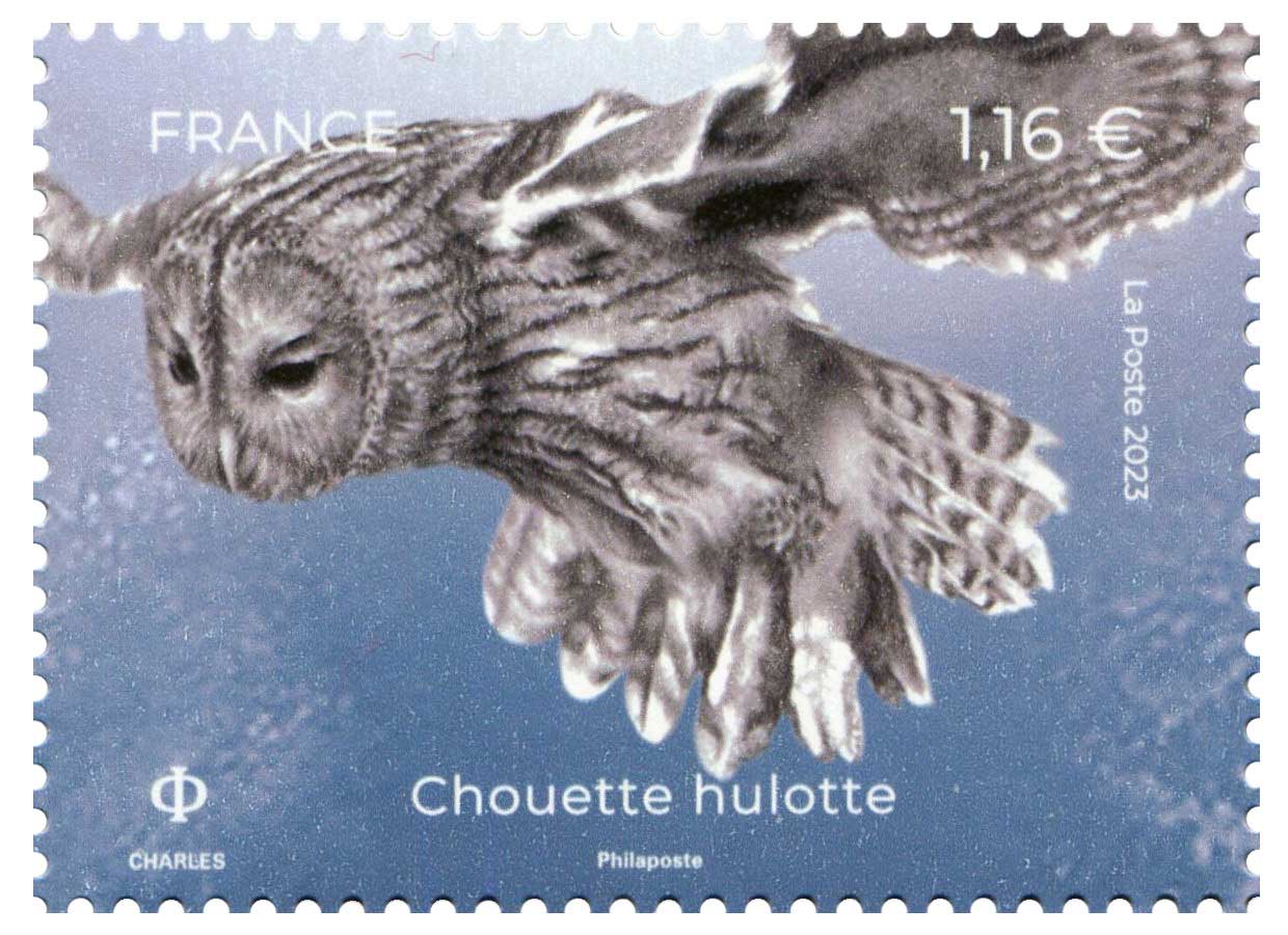 2023 Chouette hulotte