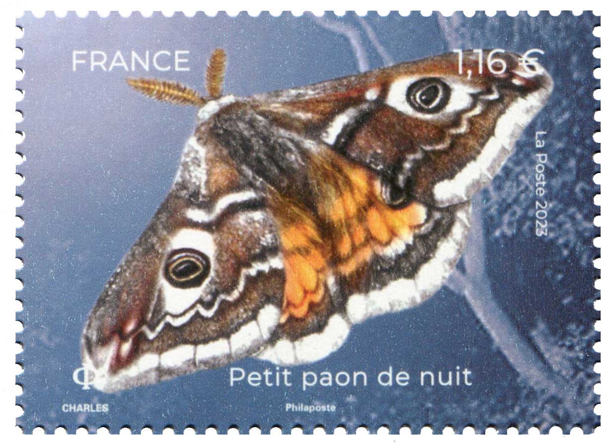 2023 Petit paon de nuit