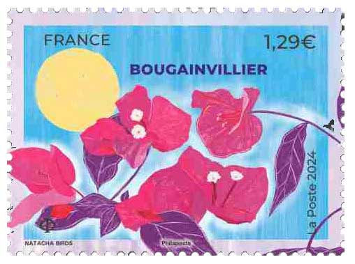 2024 Bougainvillier