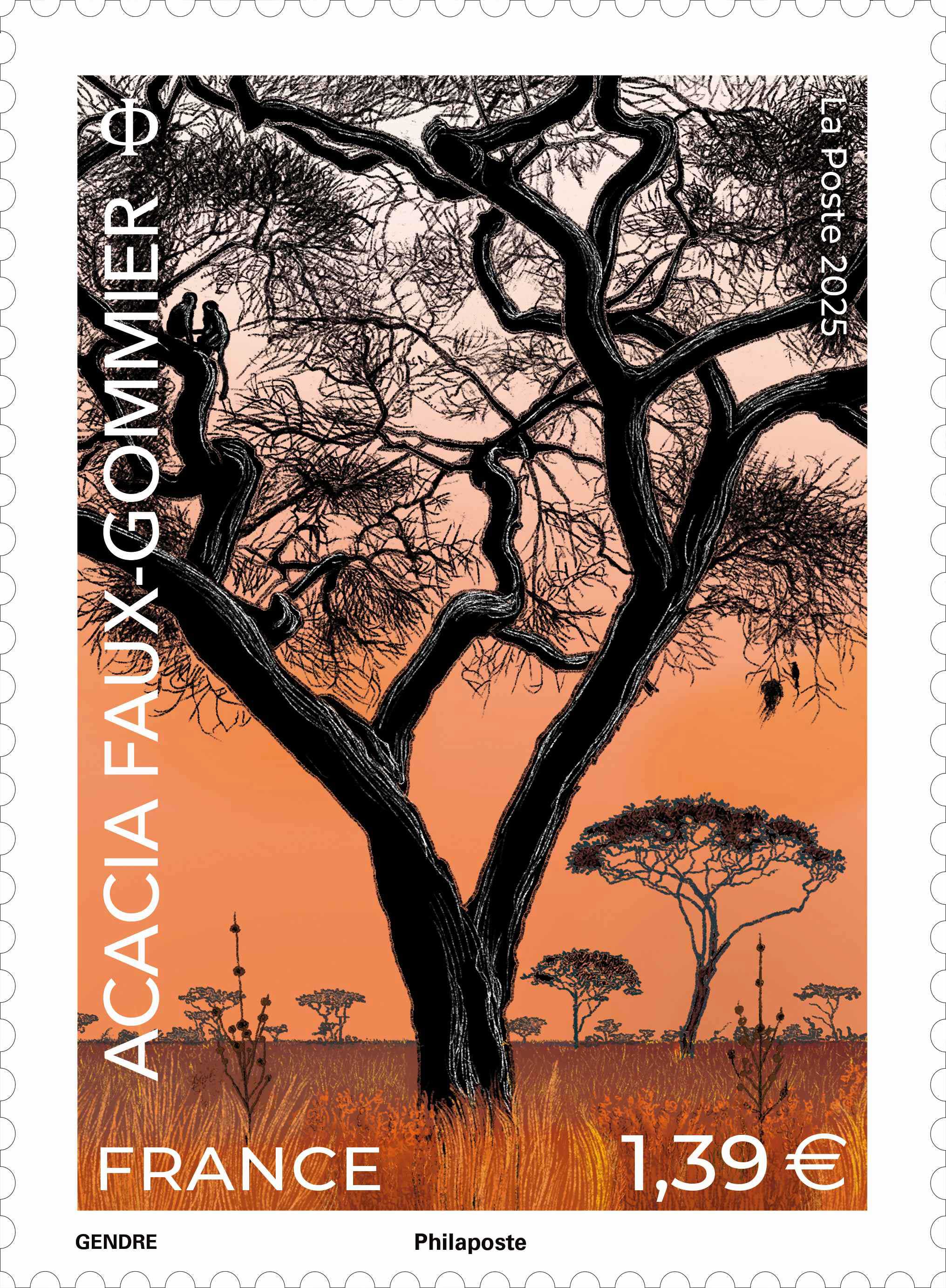 2025 ACACIA FAUX-GOMMIER